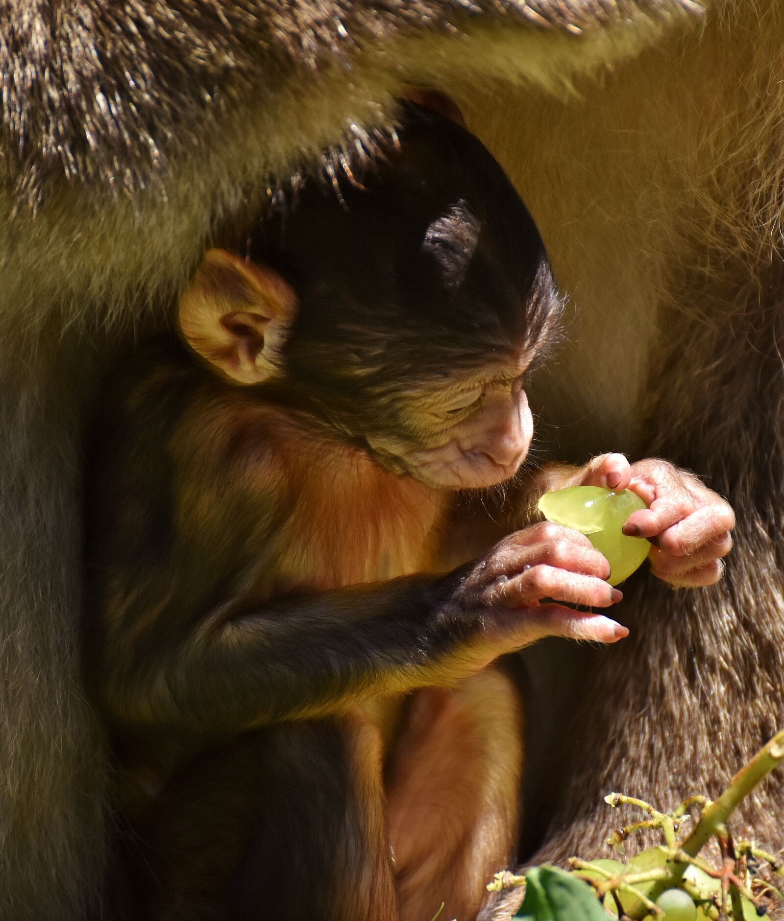 Nikon D7200 sample photo. Ape, baby monkey, eat photography