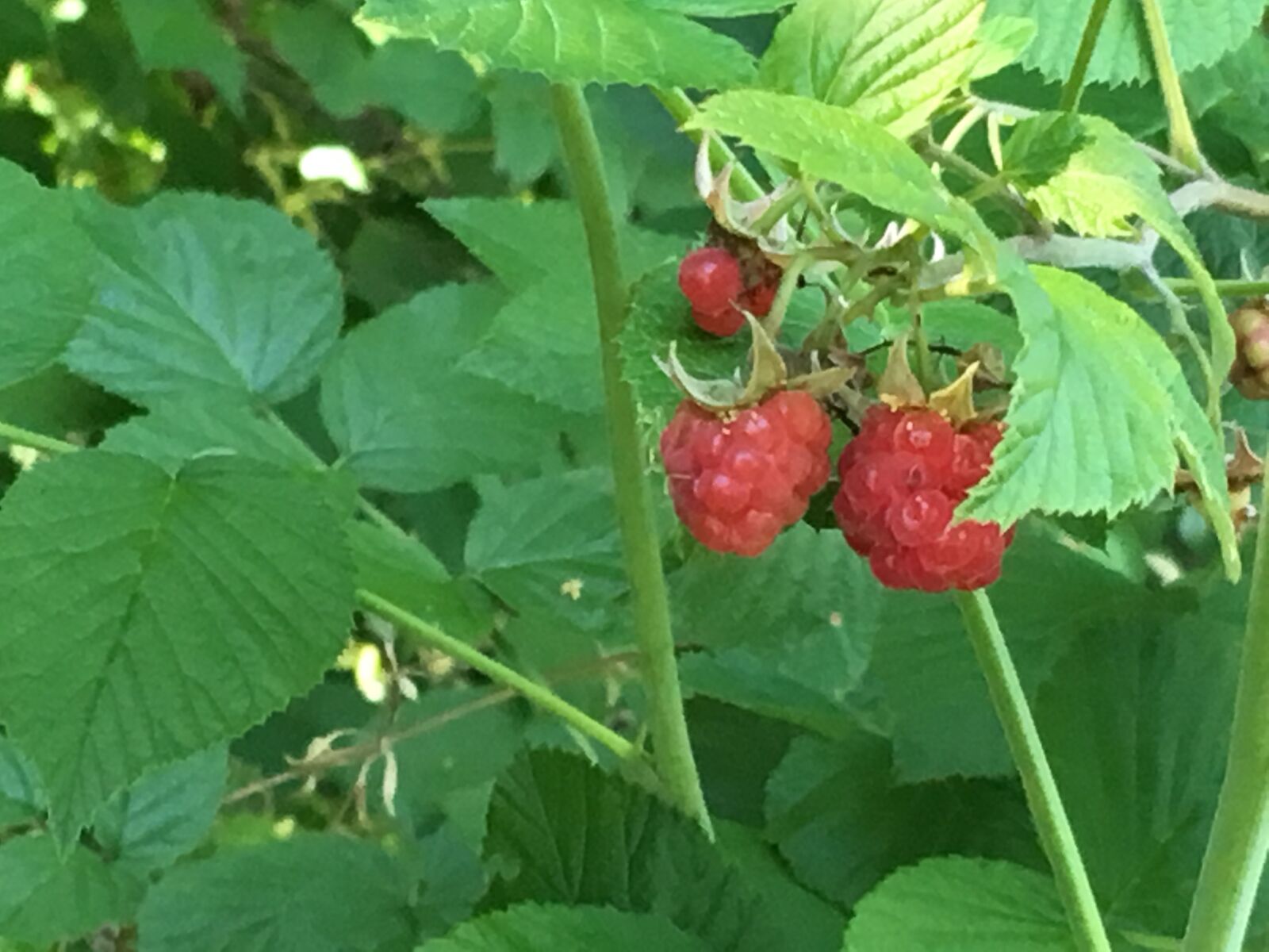 iPhone SE back camera 4.15mm f/2.2 sample photo. Raspberry, berry, vitamins photography