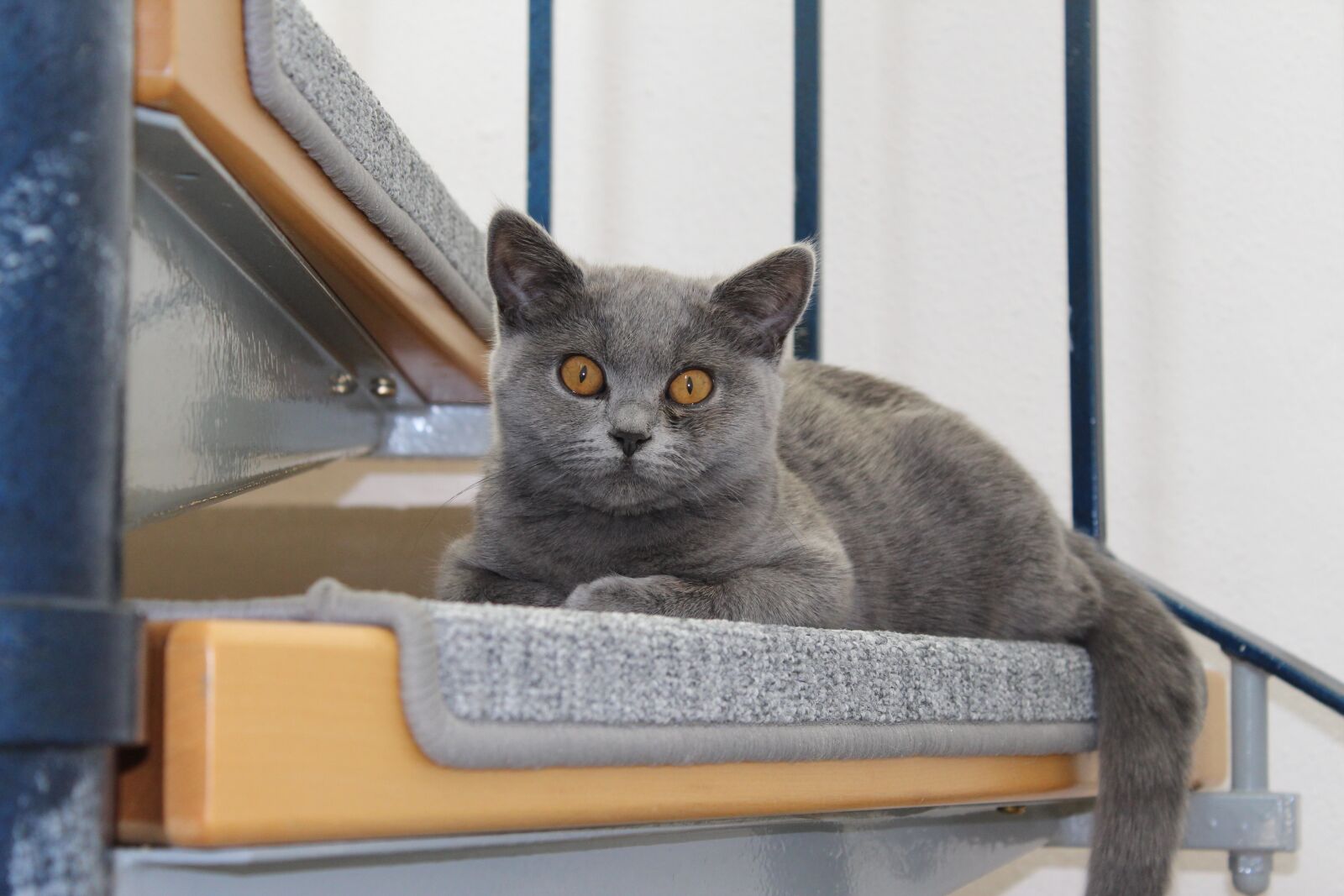 Canon EOS 1200D (EOS Rebel T5 / EOS Kiss X70 / EOS Hi) sample photo. Cat, animal, grey photography