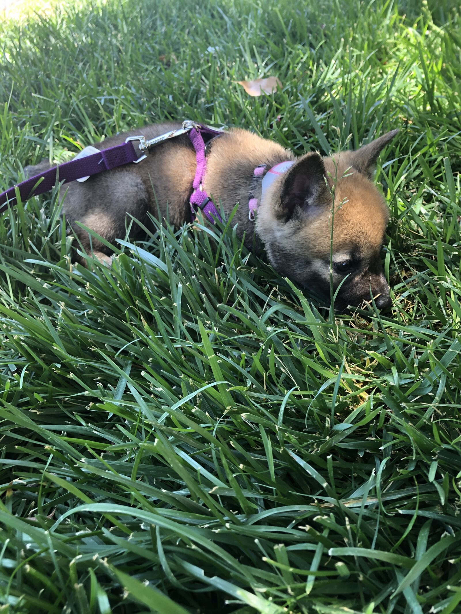 iPhone 8 Plus back dual camera 3.99mm f/1.8 sample photo. Puppy, grass, shiba inu photography