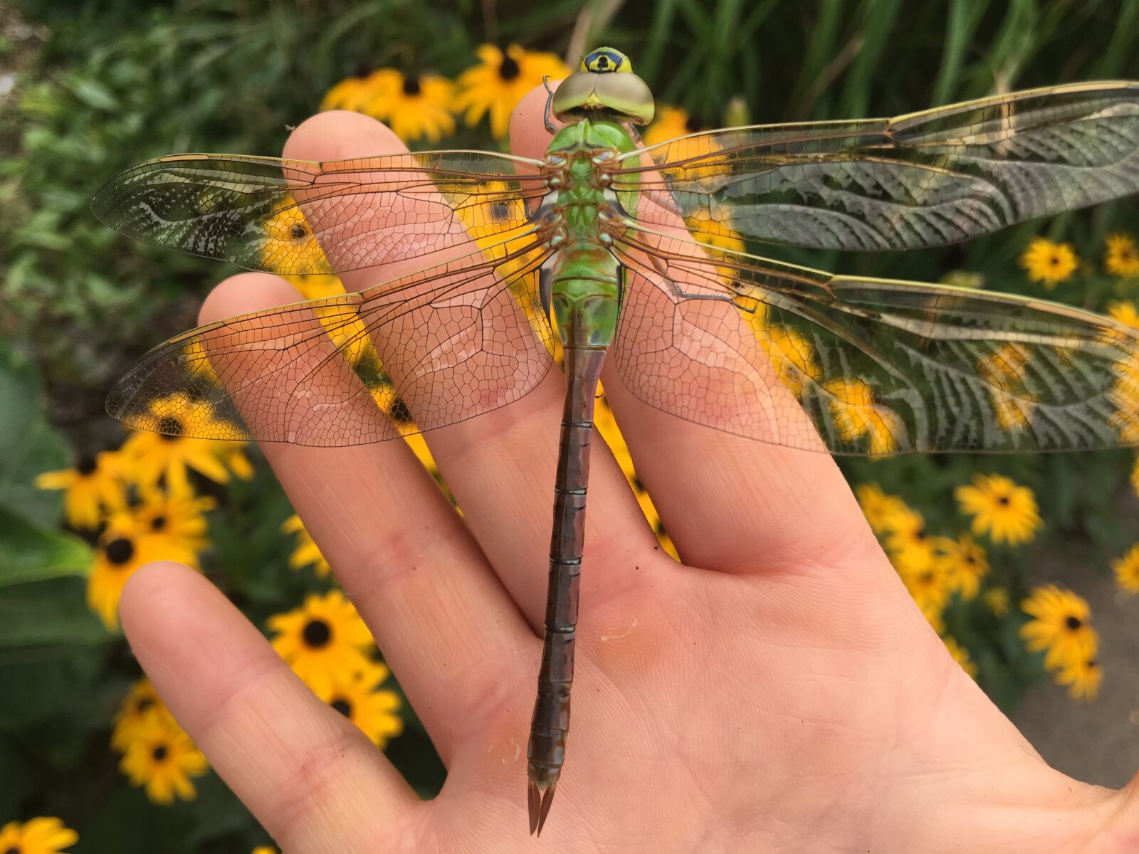 Apple iPhone 6s sample photo. Dragonfly, garden, nature photography