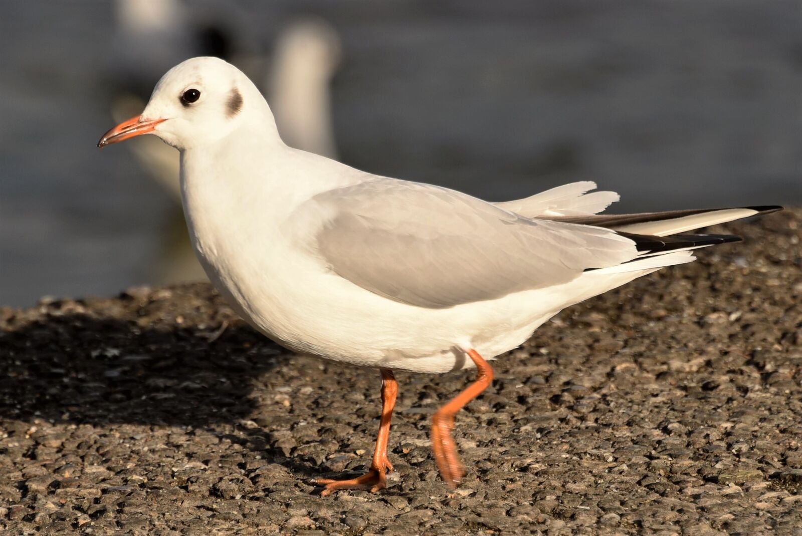 Nikon D750 sample photo. Seagull, lake constance, romanshorn photography