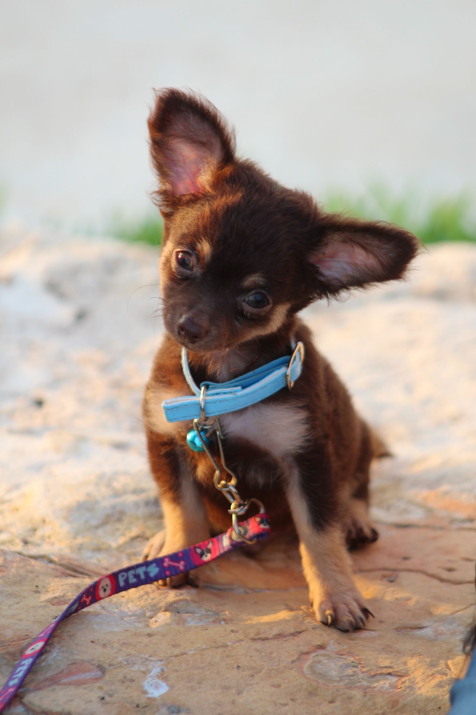 Canon EOS 1300D (EOS Rebel T6 / EOS Kiss X80) + Canon EF75-300mm f/4-5.6 sample photo. Chihuahua, sunset, beautiful eyes photography