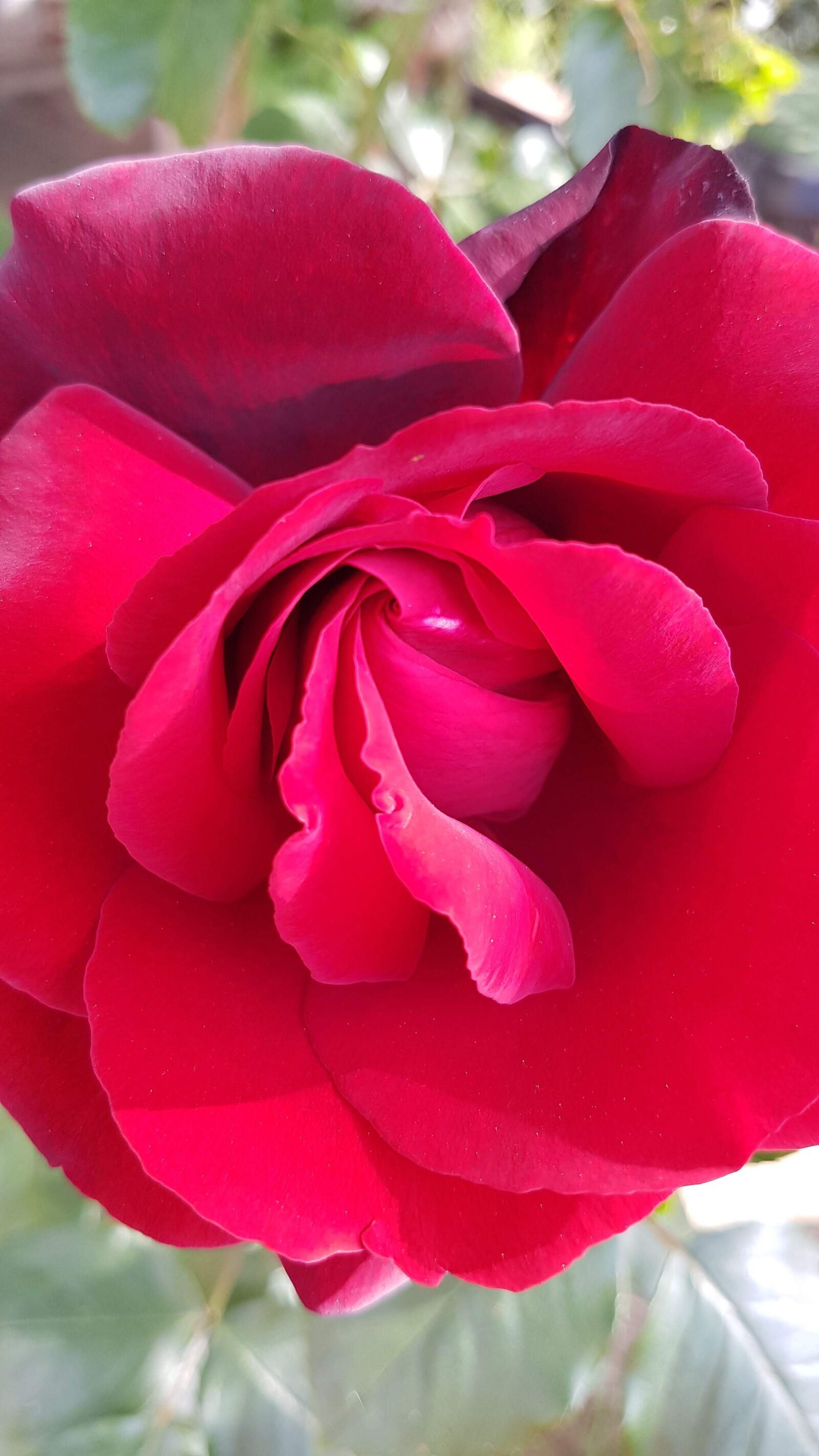 Samsung Galaxy S7 Edge sample photo. Rosa, flower, flowers photography