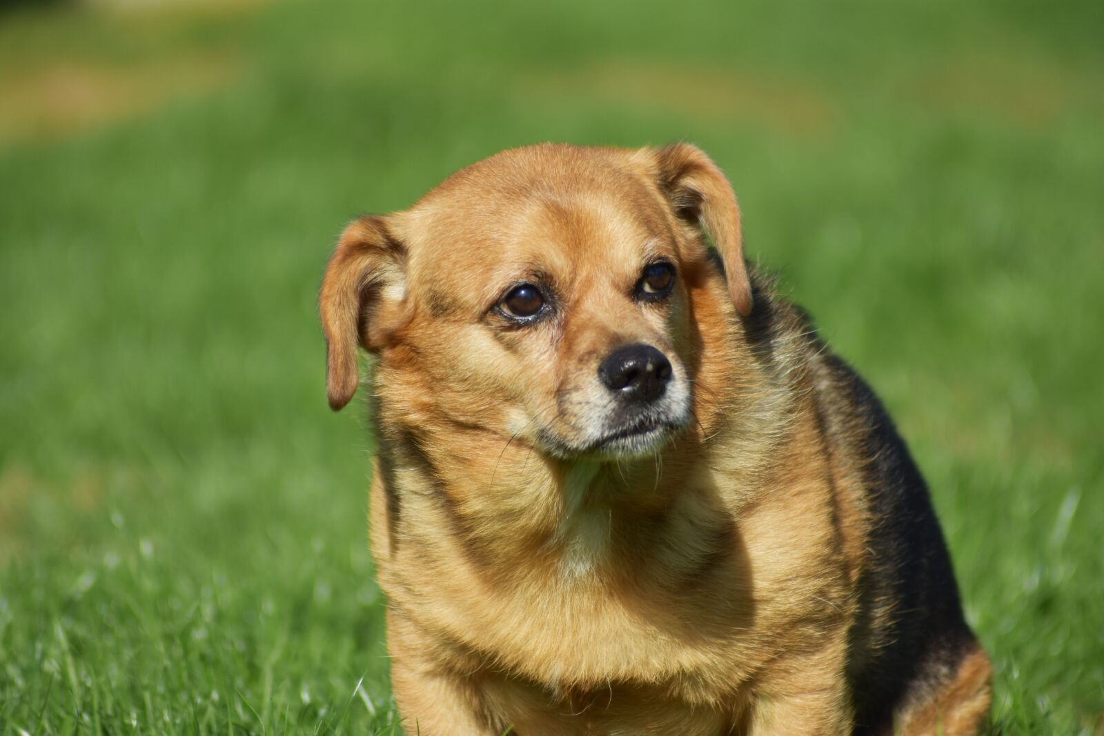 Nikon D3400 sample photo. Dog, puppy, sad photography