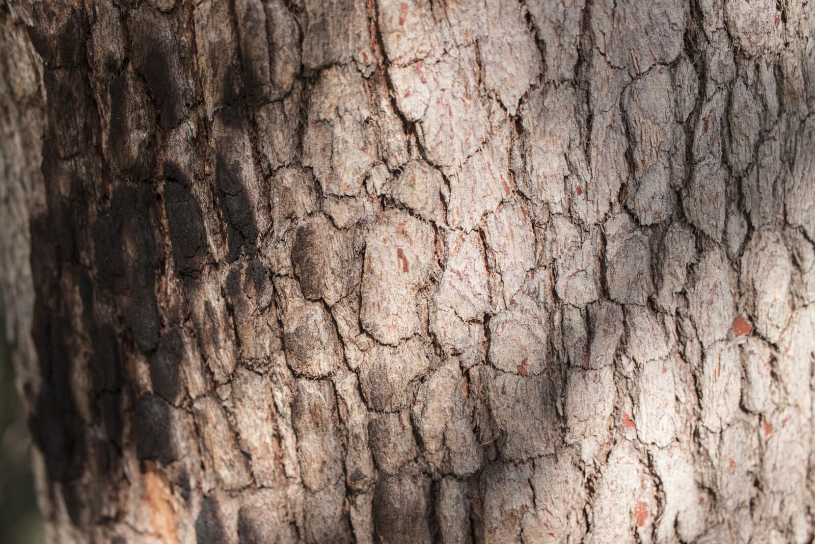 Canon EF-S 35mm F2.8 Macro IS STM sample photo. Trunk, texture, wood photography