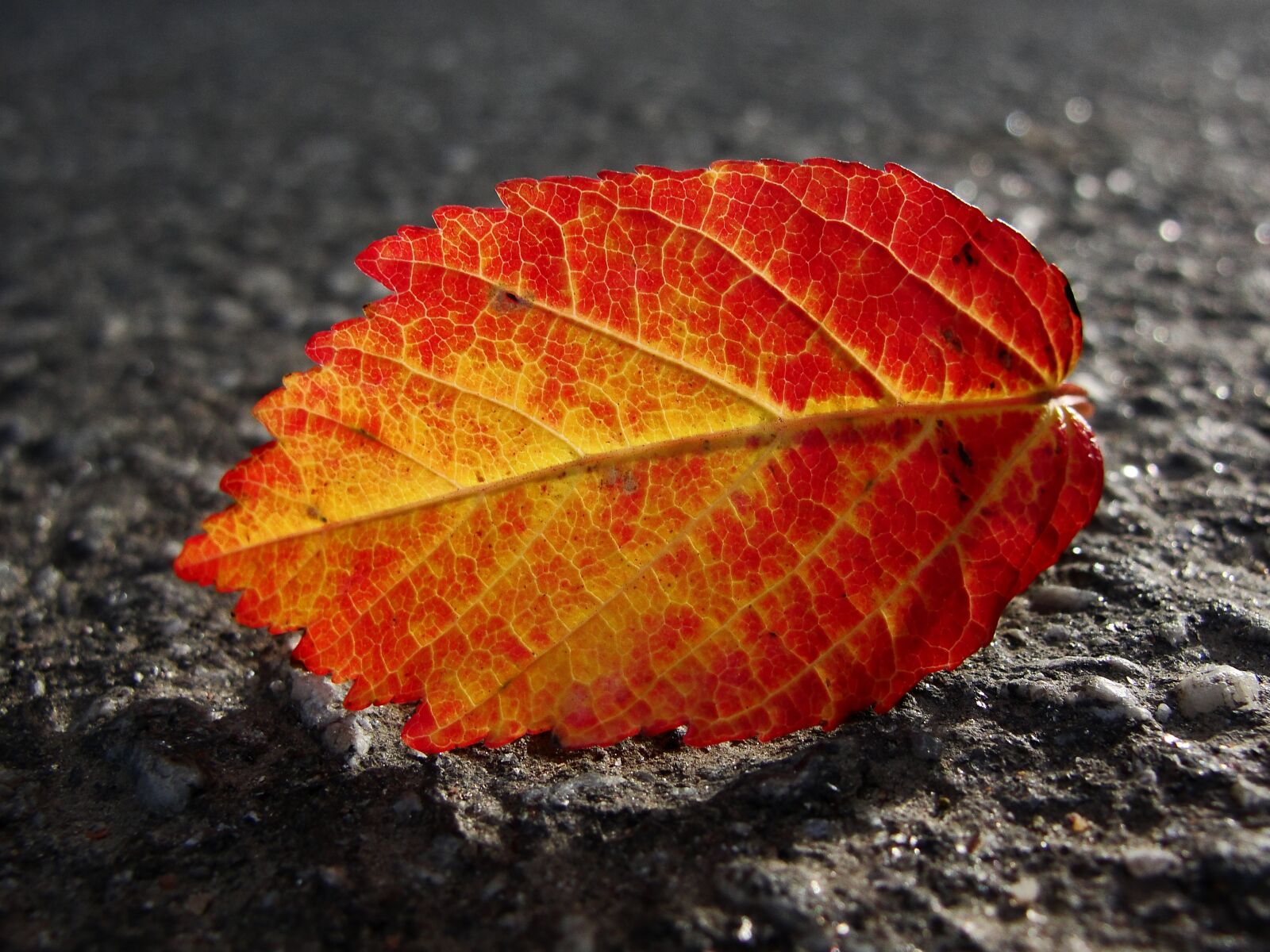 Sony Cyber-shot DSC-H20 sample photo. Autumn leaves, the transparent photography