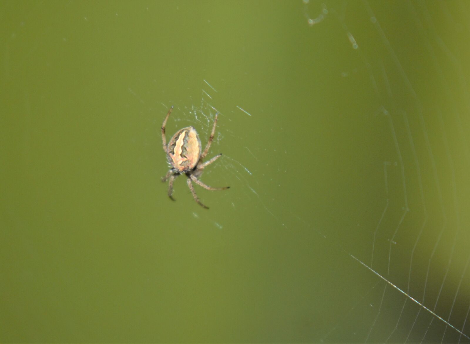 Nikon D3500 sample photo. Spider, spider net, spiderweb photography