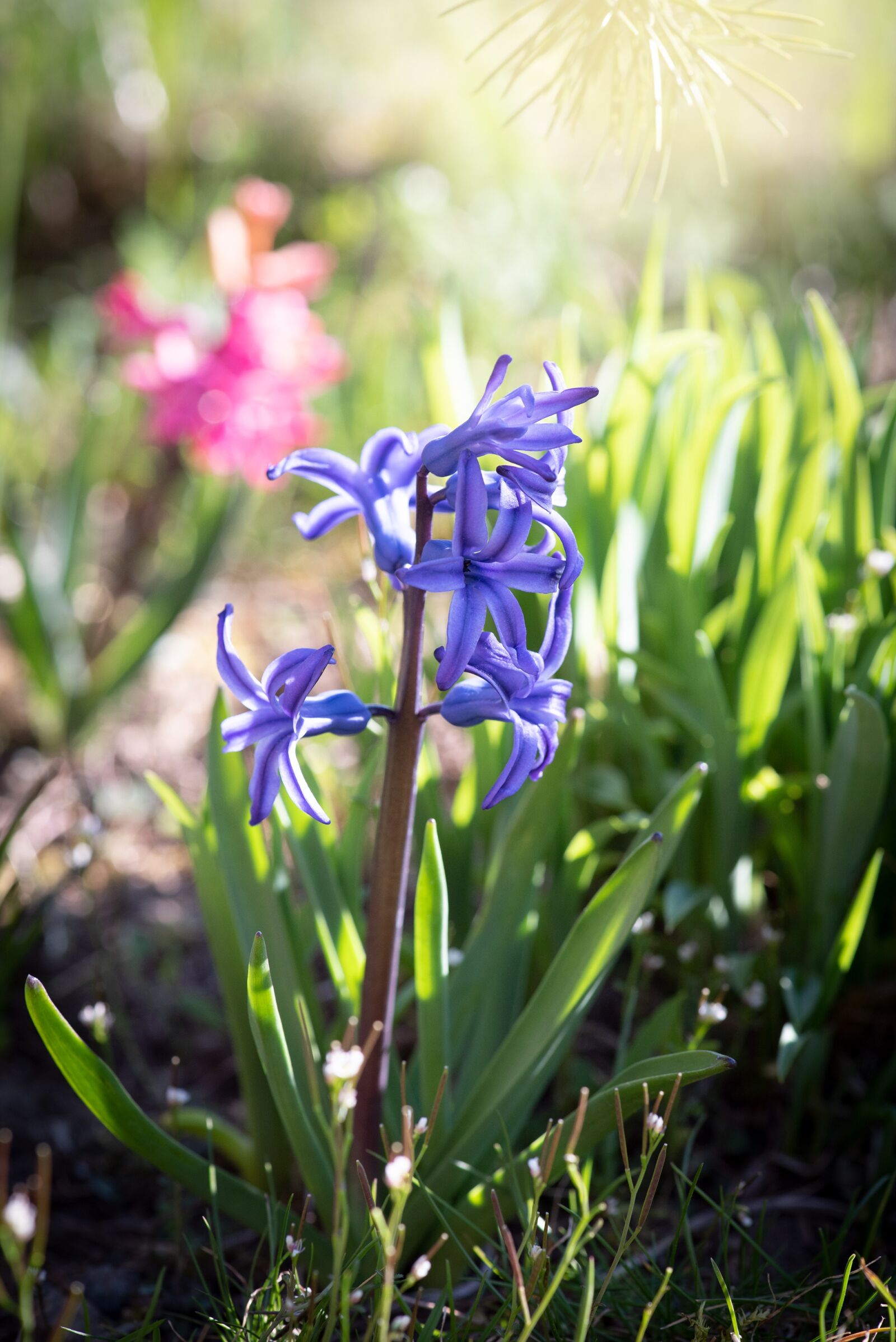 Nikon D750 sample photo. Hyacinth, flower, fragrant flower photography
