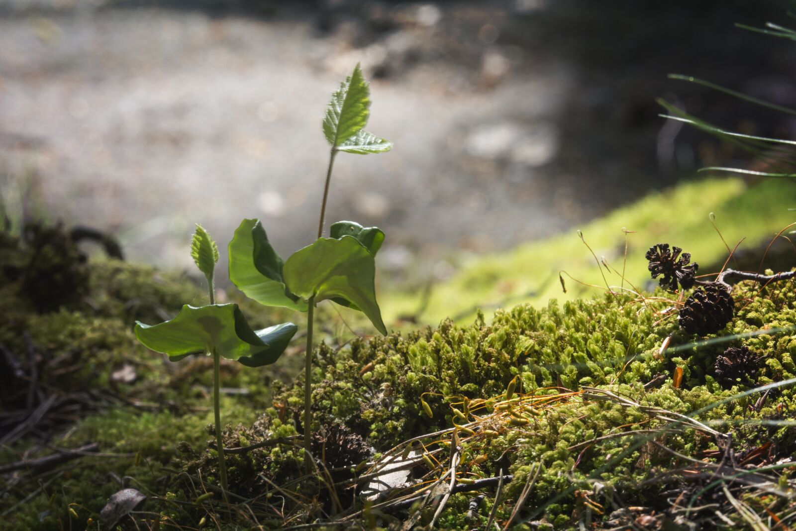Canon EOS 700D (EOS Rebel T5i / EOS Kiss X7i) sample photo. Nature, leaf, at the photography