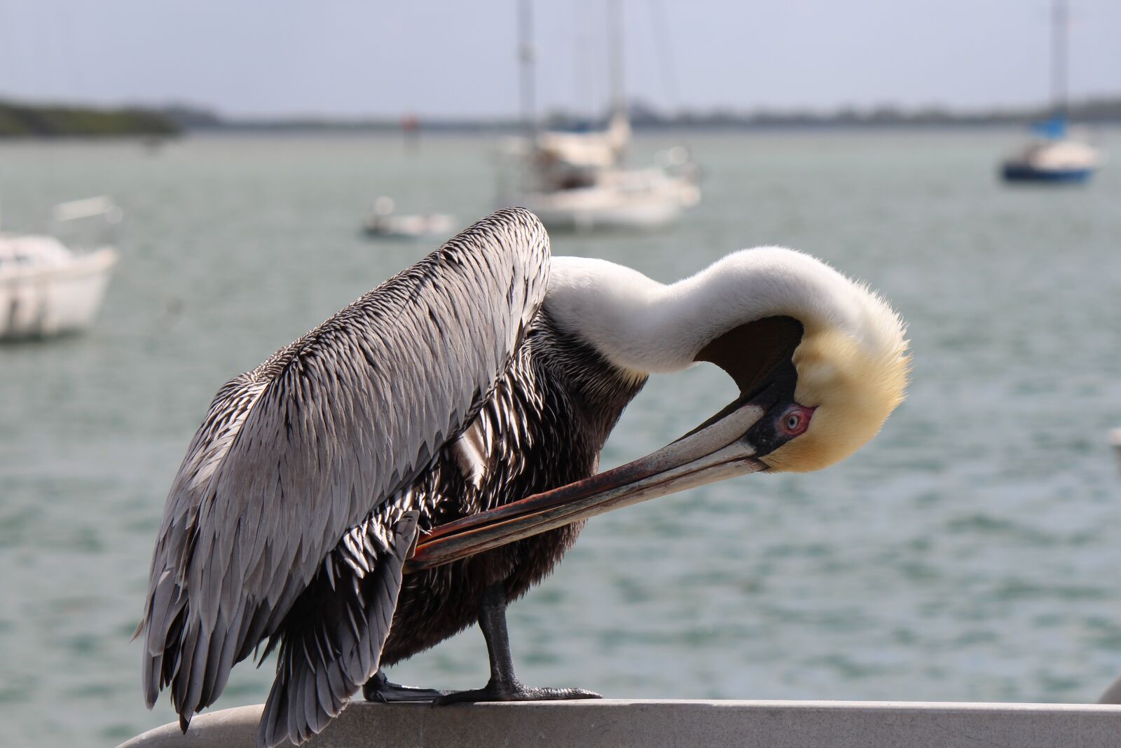 Canon EOS 600D (Rebel EOS T3i / EOS Kiss X5) sample photo. Water, bird, lake photography