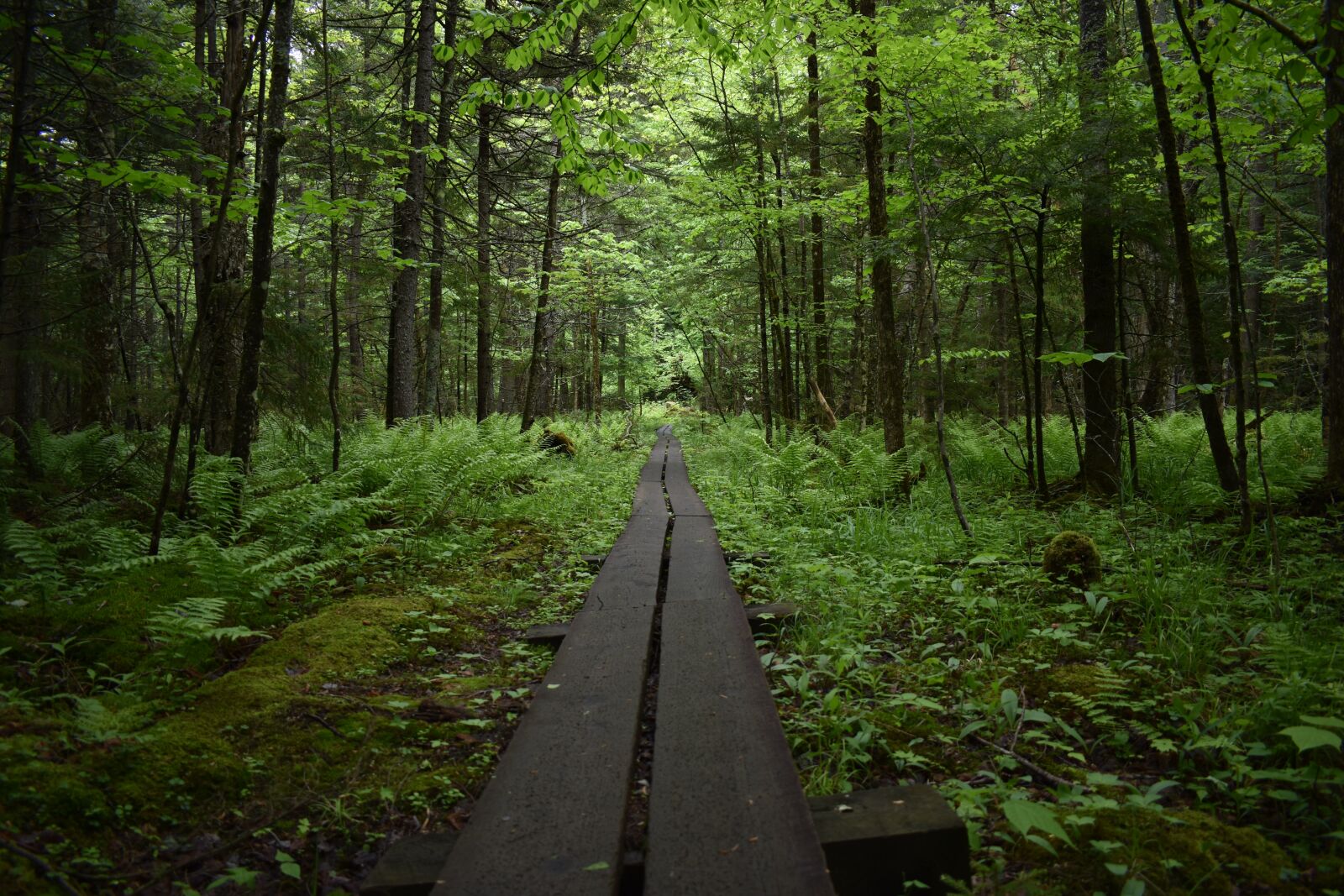 Nikon D3400 sample photo. Hike, trail, bridge photography