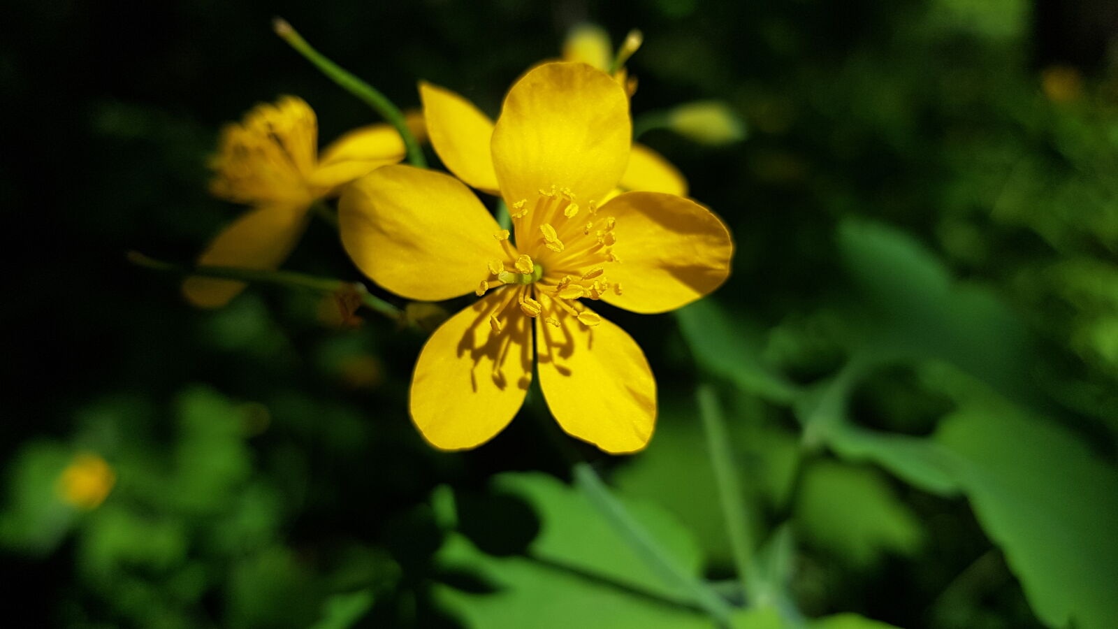 Samsung Galaxy S8+ sample photo. Nature photography