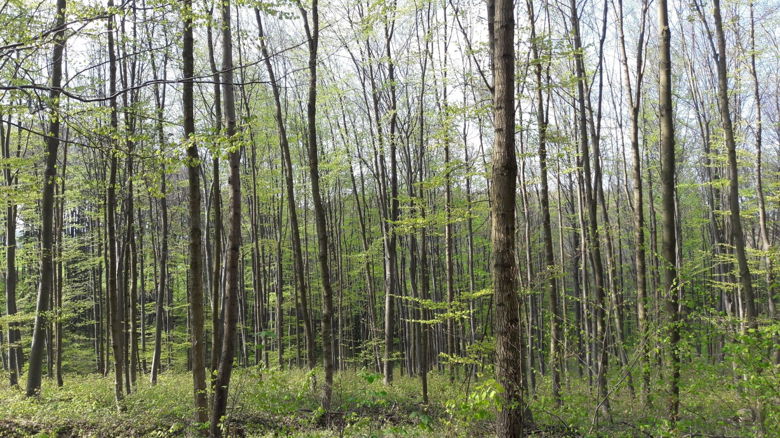 Samsung Galaxy A5(2016) sample photo. Woods, trees, hike photography