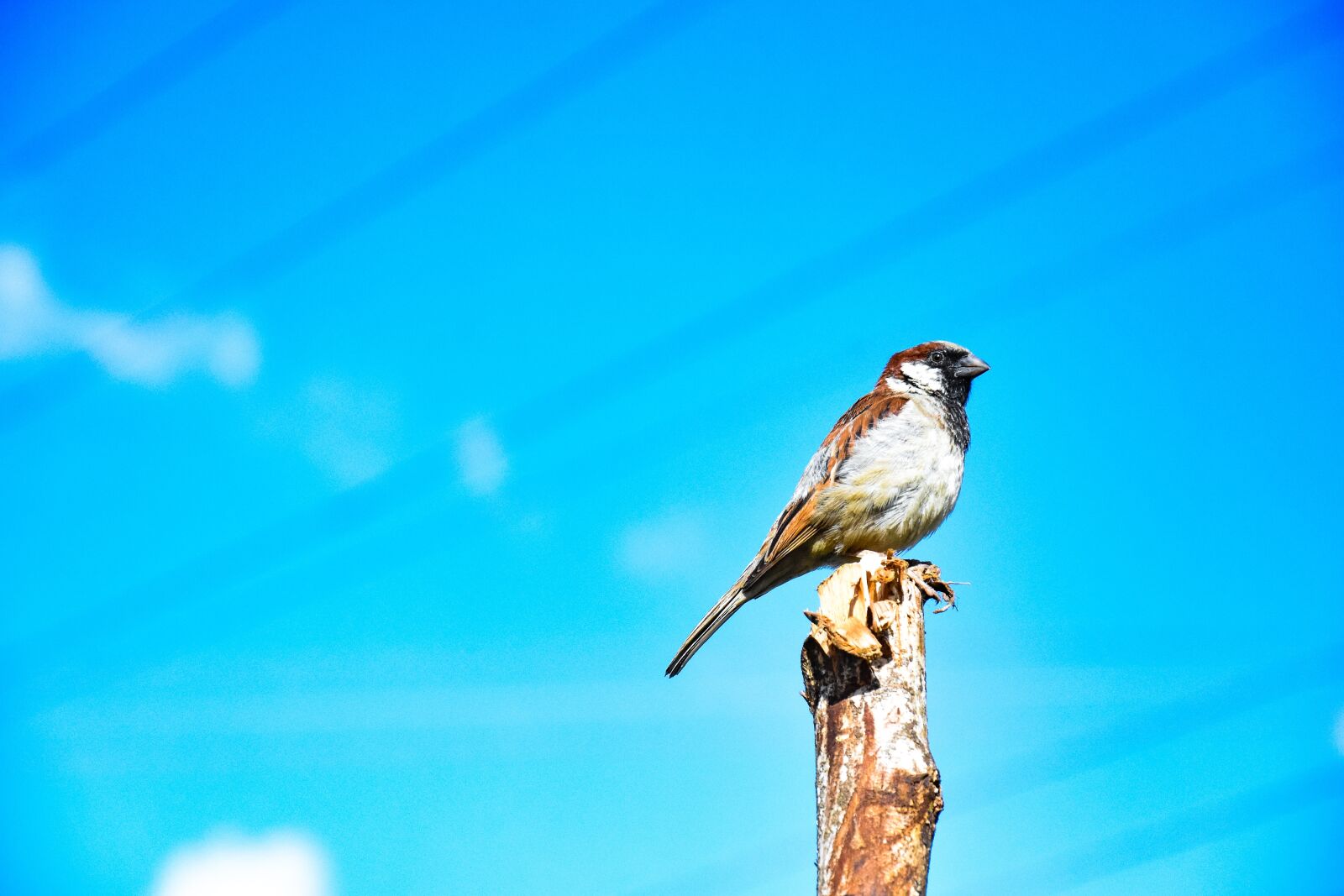 Nikon D7200 sample photo. Bird, sky, blue photography