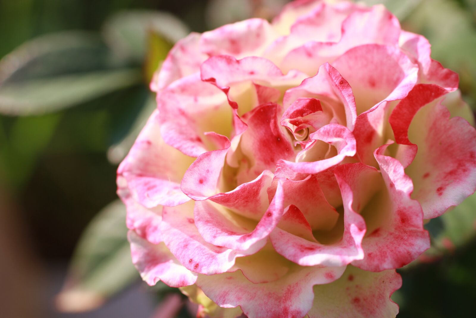 Canon EF 50mm F2.5 Macro sample photo. Rose, flower, summer photography