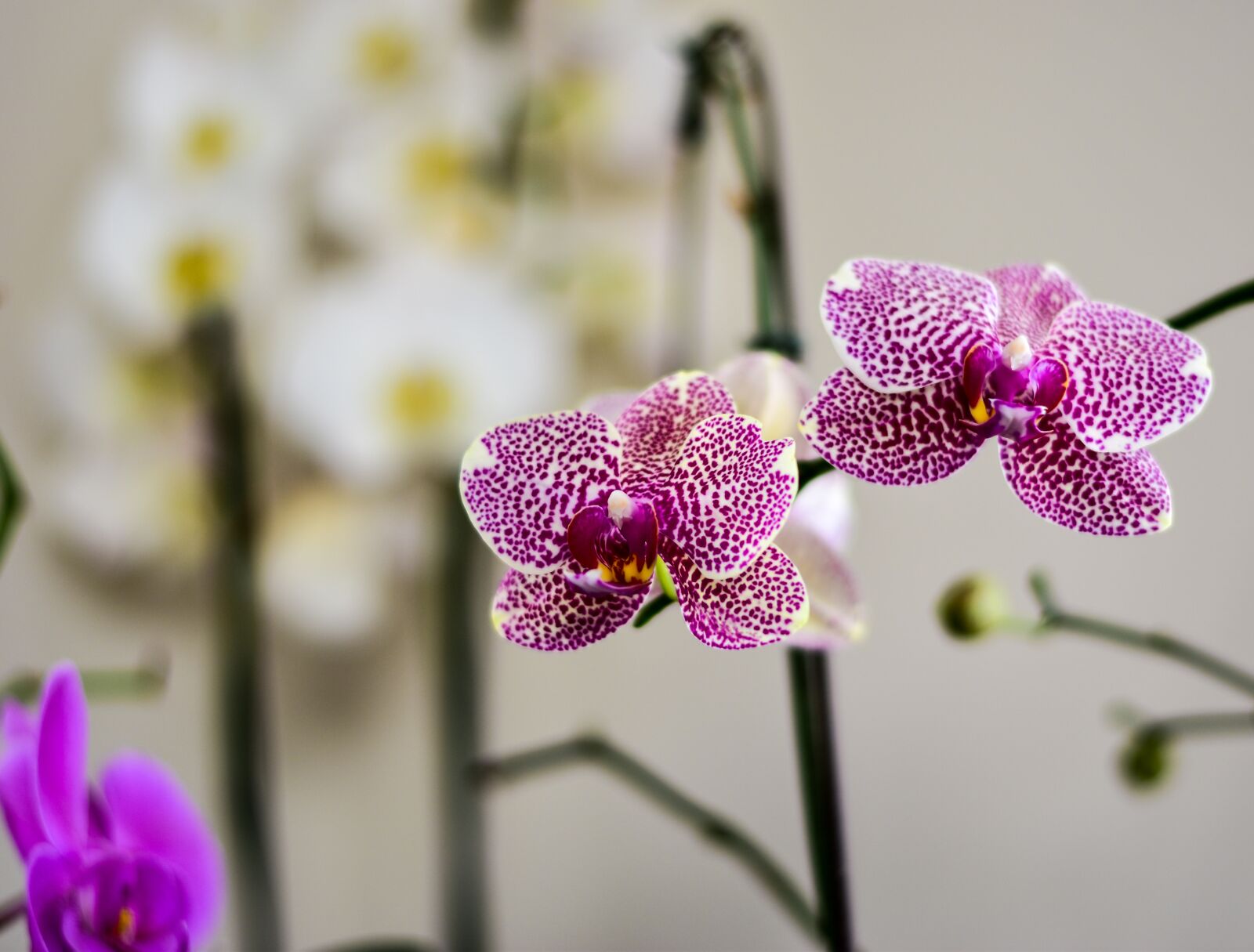 Nikon D5500 sample photo. Flower, flora, nature photography