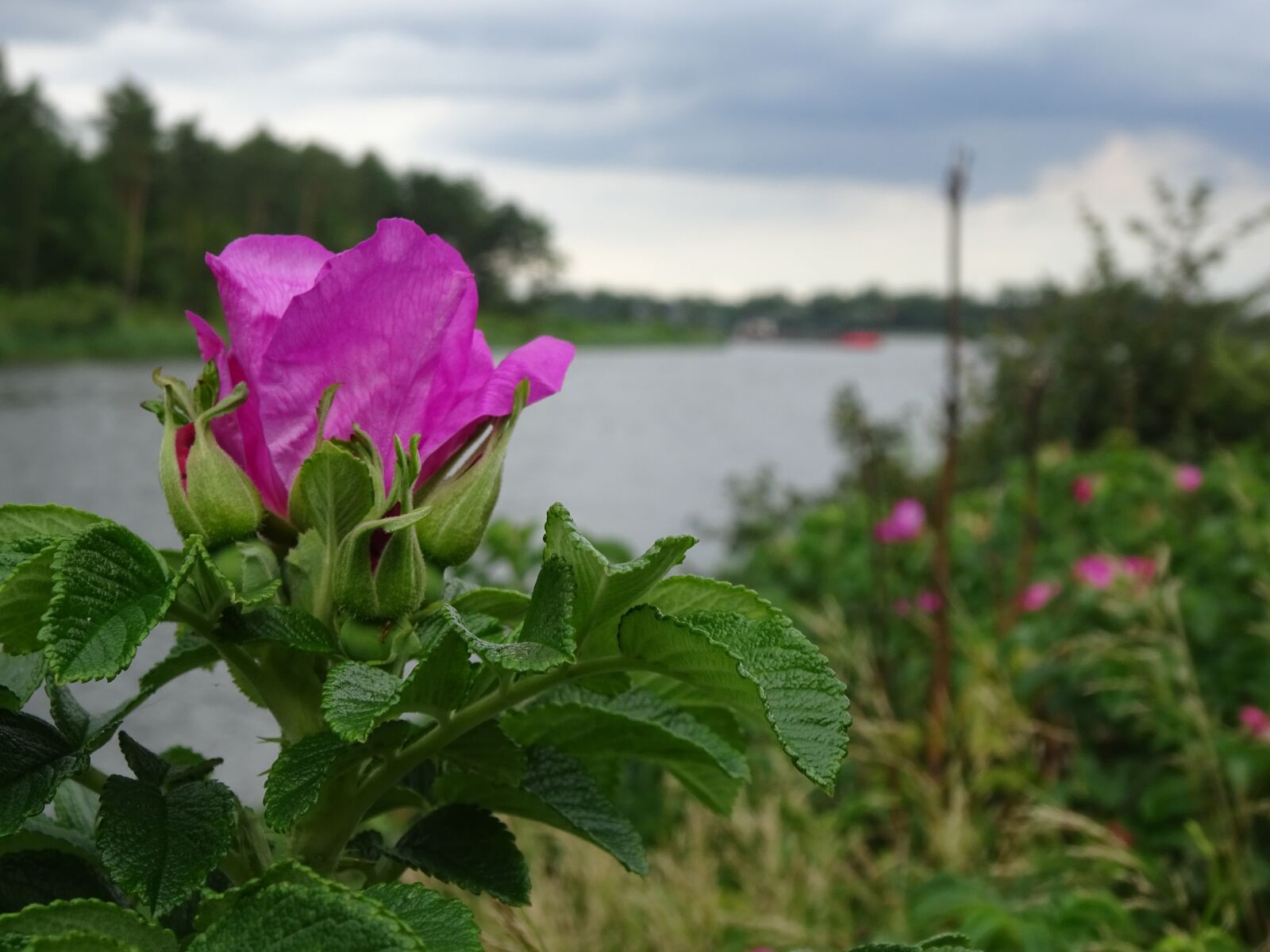 Sony Cyber-shot DSC-WX350 sample photo. Wild rose, channel, embankment photography