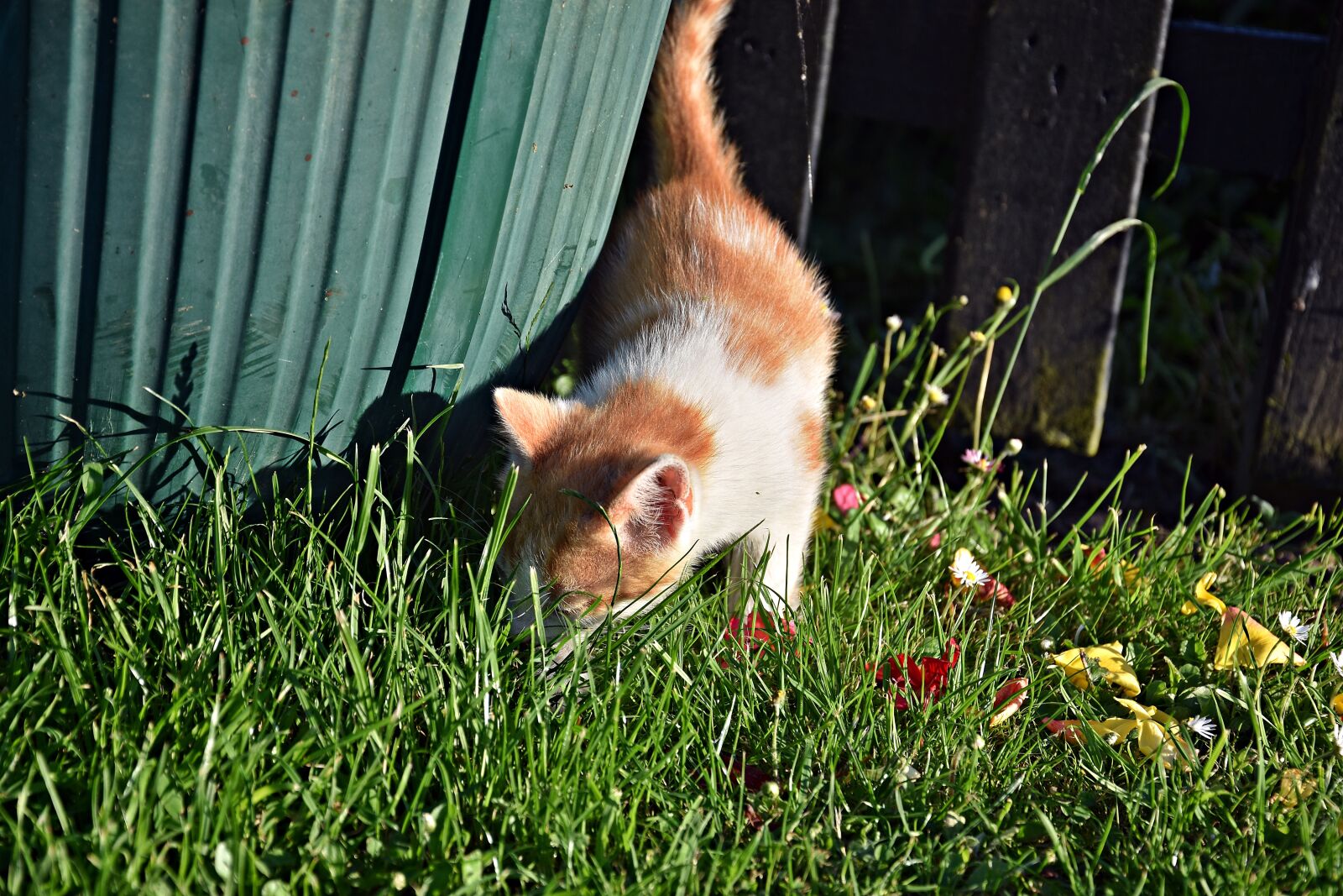 Nikon D3400 sample photo. Grass, cute, animal photography