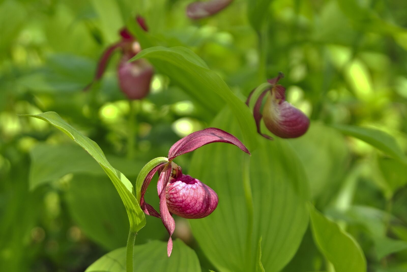 Nikon D3000 sample photo. Background, bell, bud photography