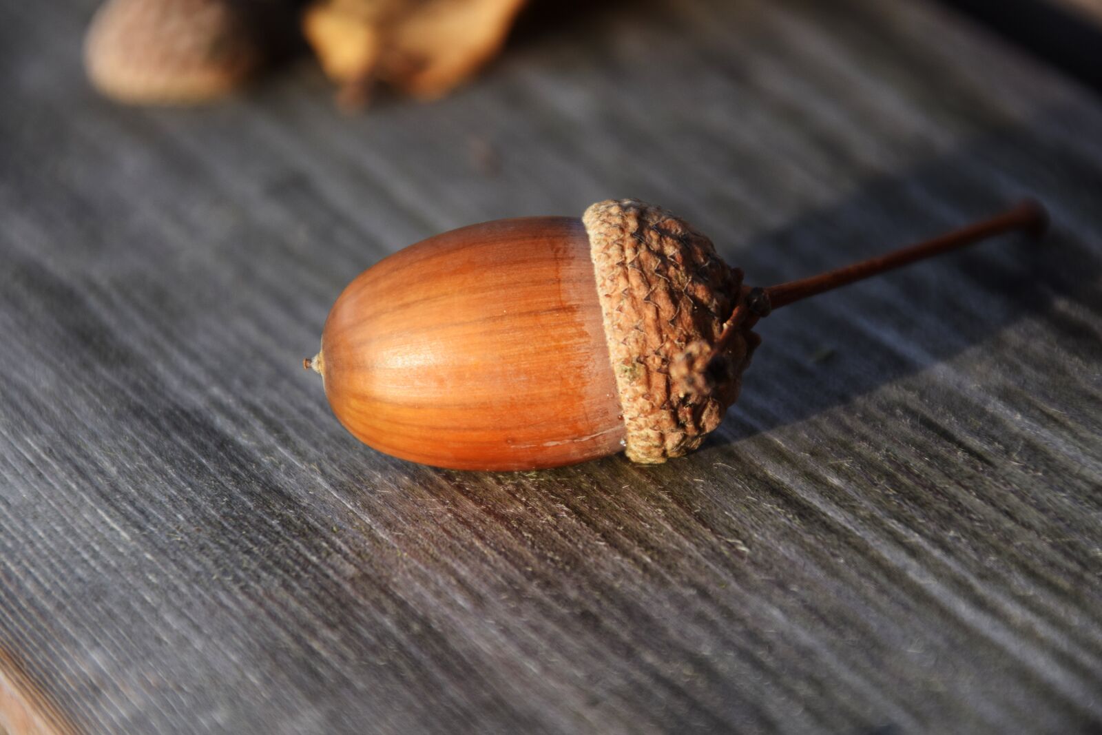 Nikon D3300 sample photo. Acorn, close up, nature photography