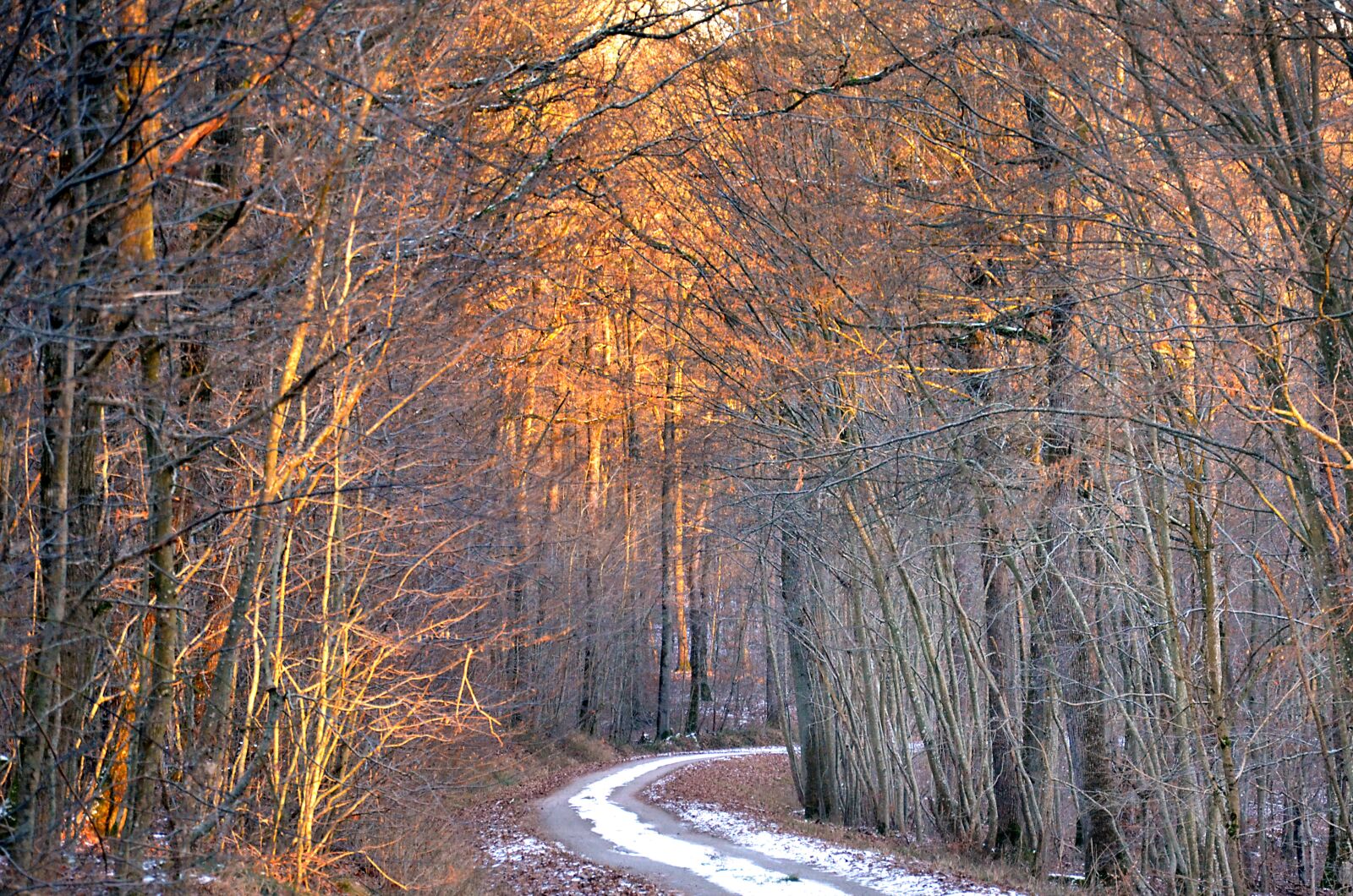 Nikon D5100 sample photo. Forest, winter, nature photography