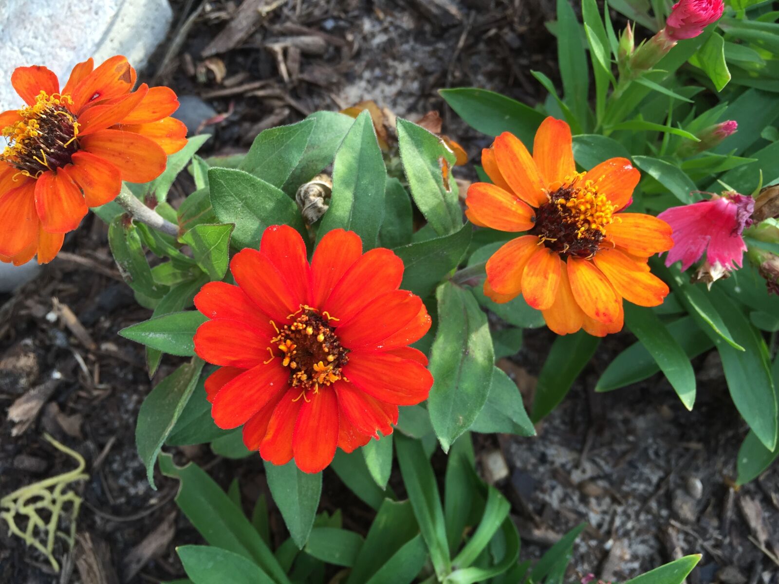 iPhone 6 back camera 4.15mm f/2.2 sample photo. Flower, bed photography