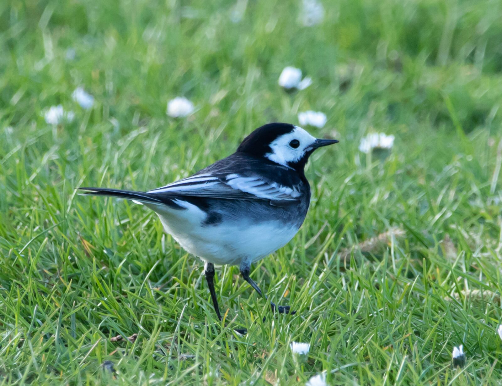 Canon EOS 7D Mark II + 150-600mm F5-6.3 DG OS HSM | Contemporary 015 sample photo. Pied wagtail, wagtail, small photography
