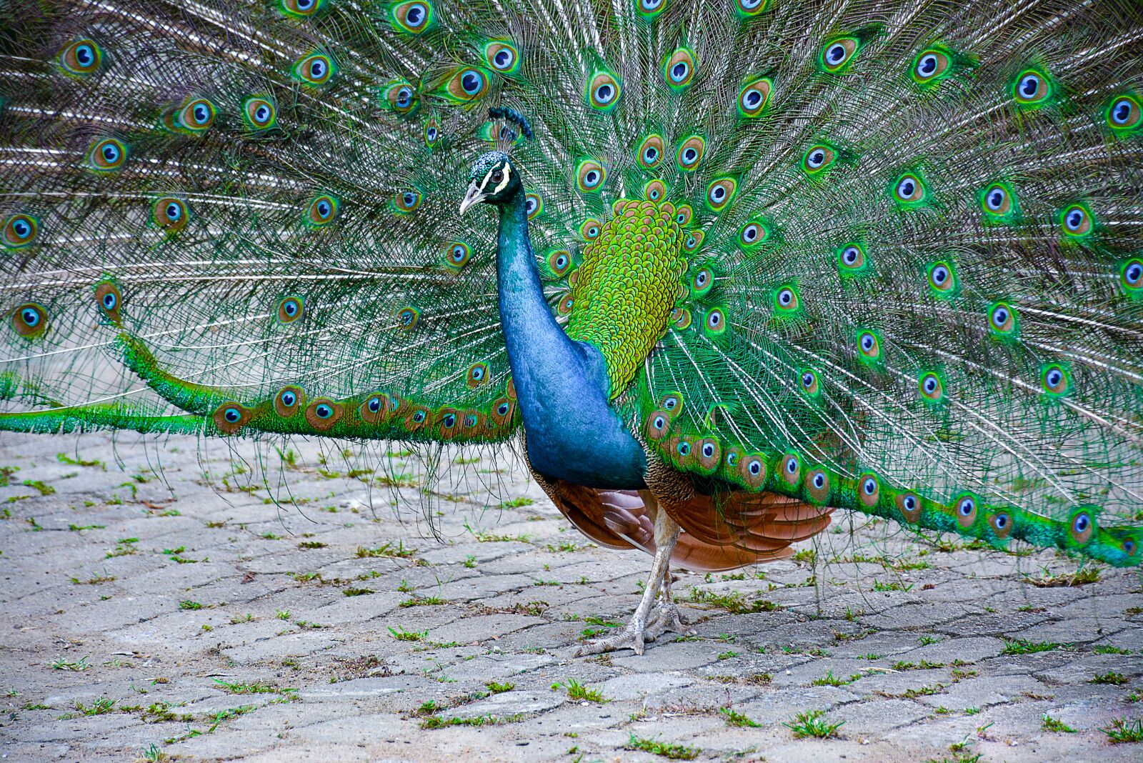 Nikon D7100 sample photo. Peacock, peru, green photography