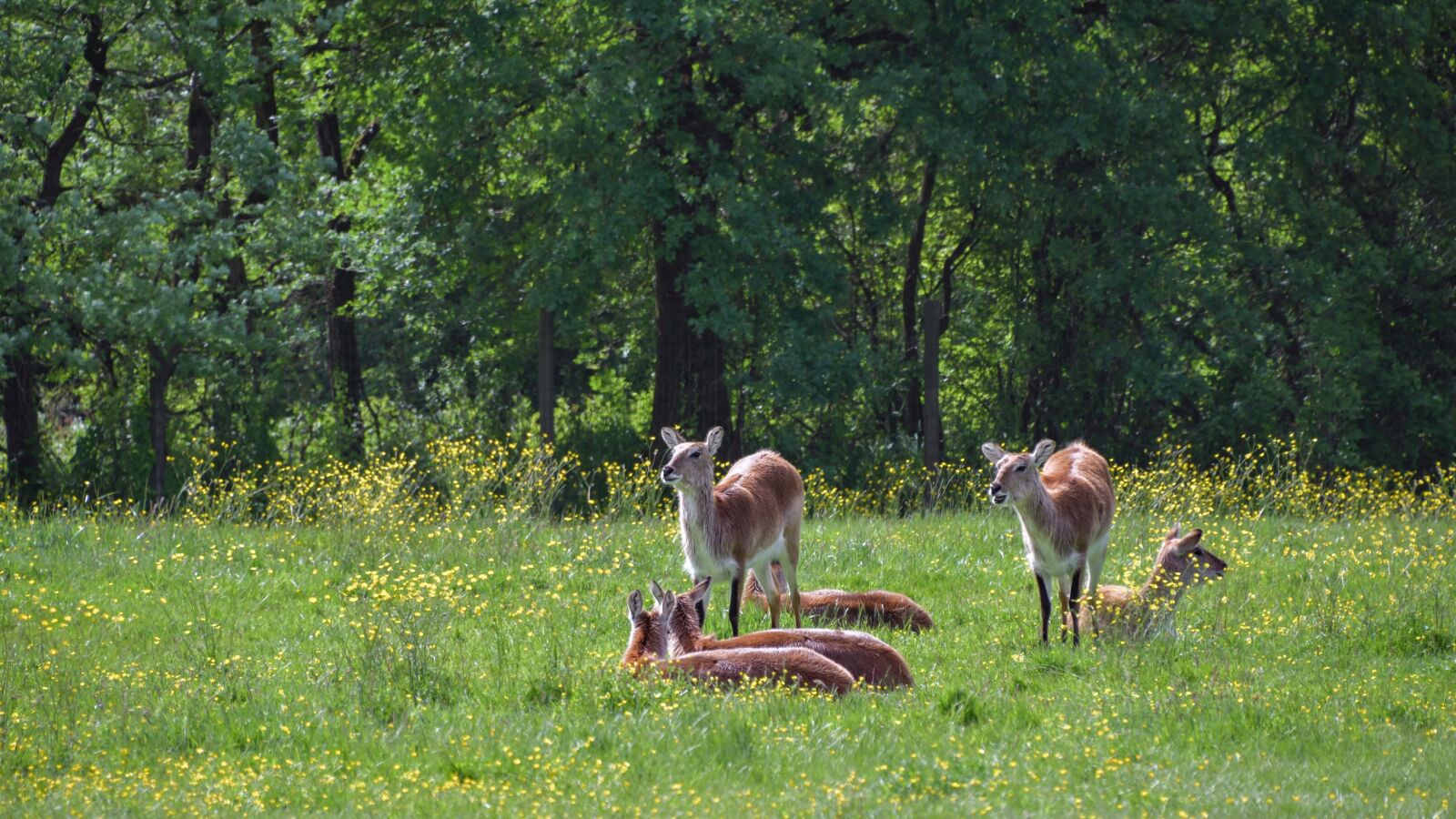 Nikon D500 sample photo. Antelope, cobe de lechwe photography