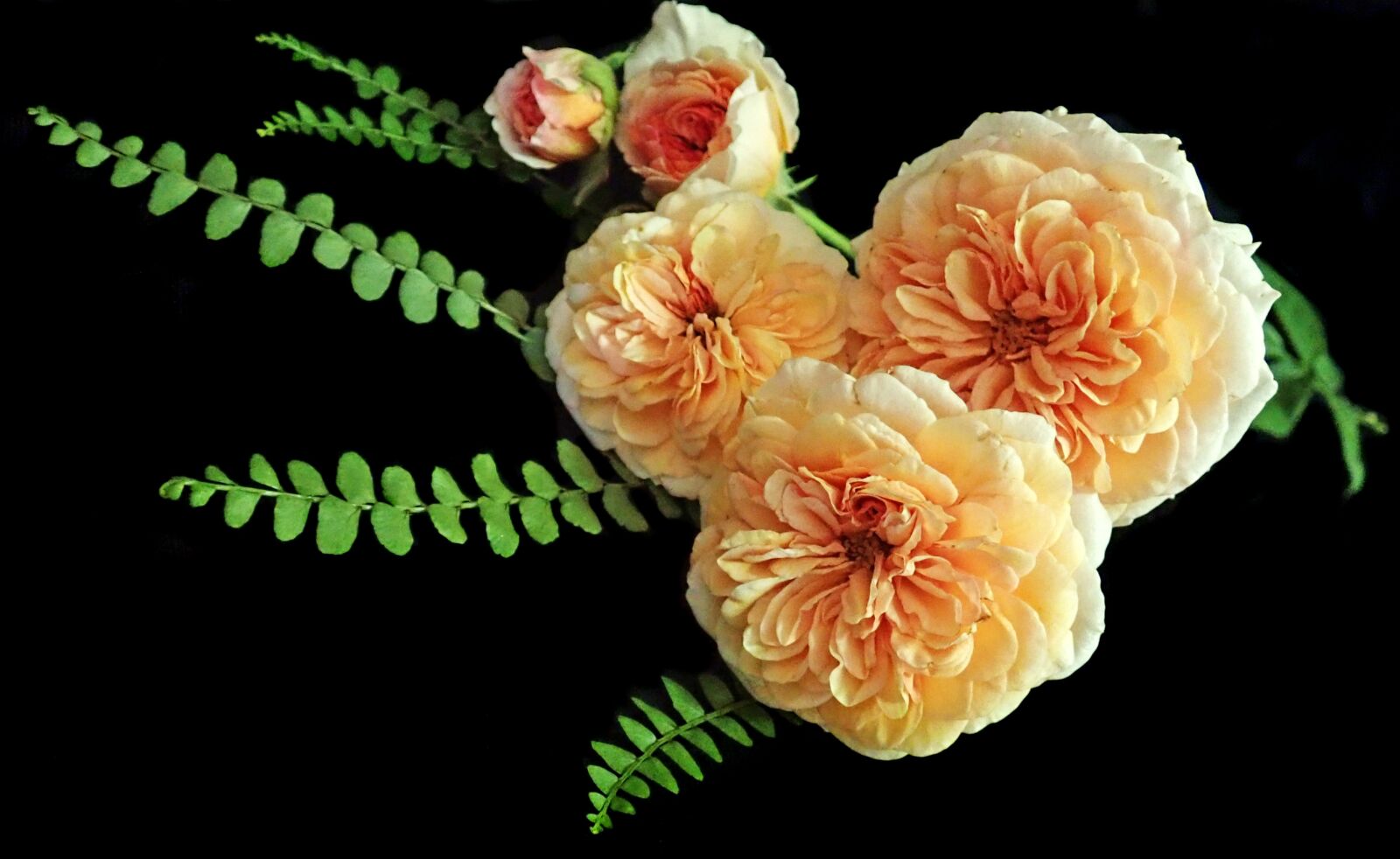 Olympus TG-5 sample photo. Roses, yellow, flowers photography