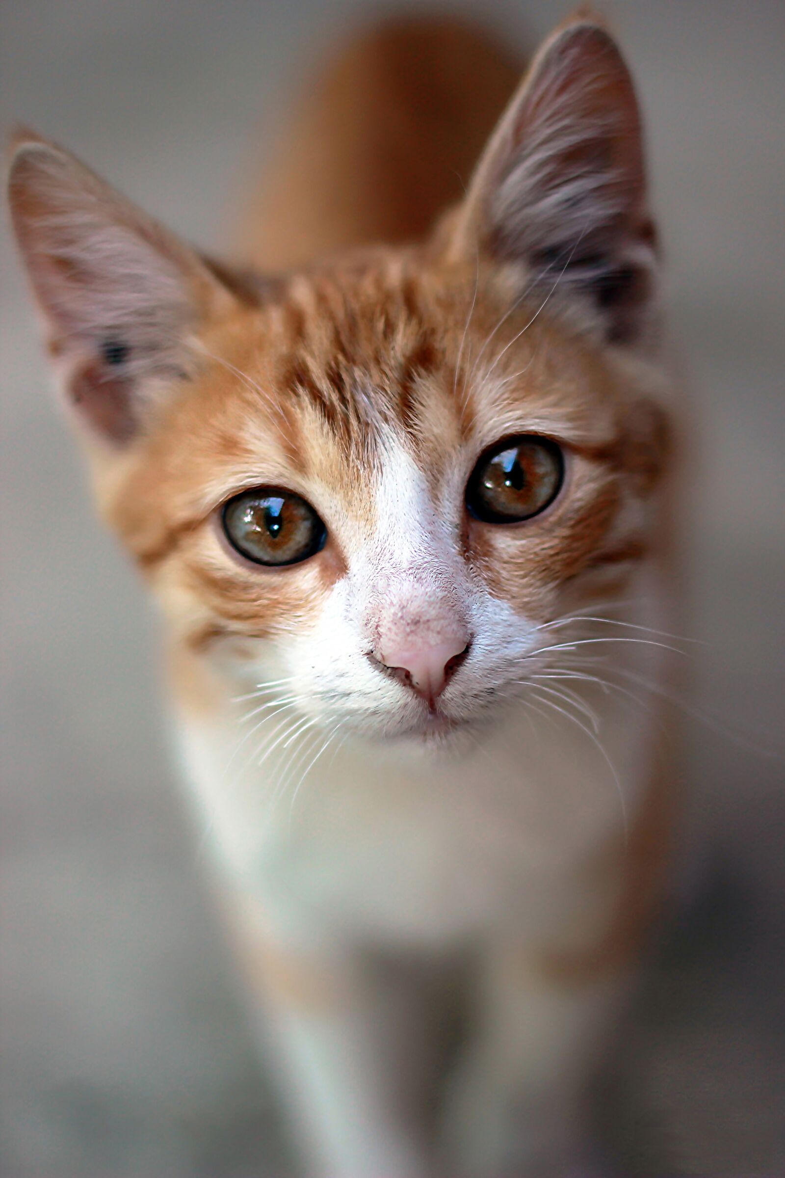 Canon EOS 550D (EOS Rebel T2i / EOS Kiss X4) sample photo. Cat, feline, kitty photography