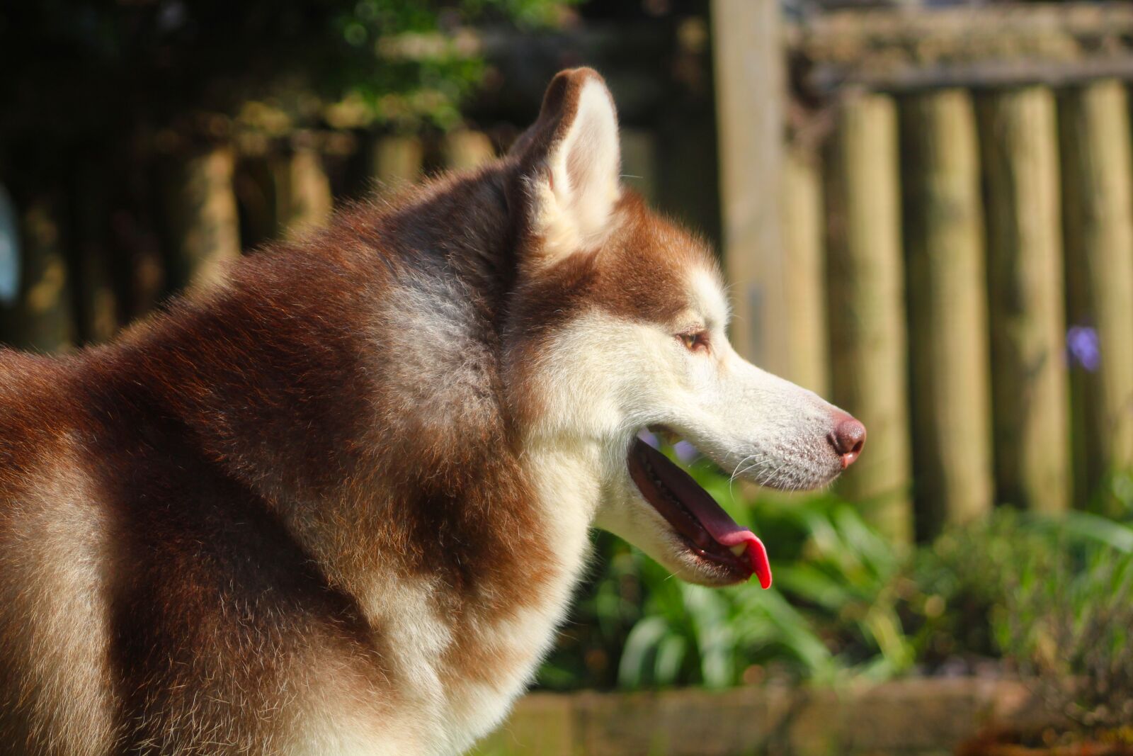 Canon EOS 4000D (EOS Rebel T100 / EOS 3000D) sample photo. Dog, dog eye, pet photography
