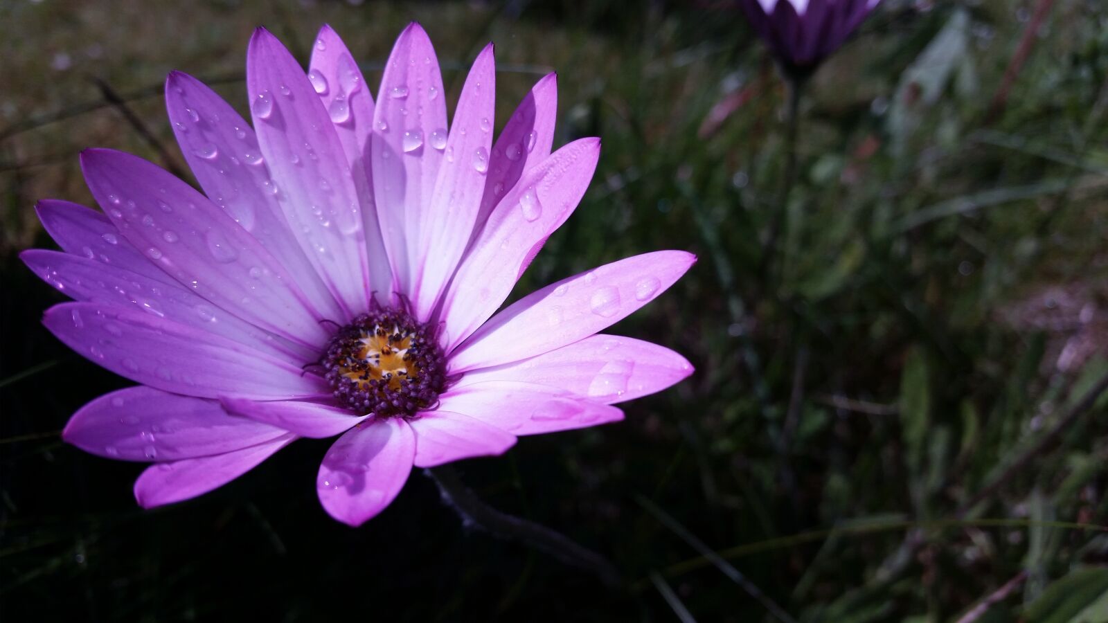 Samsung Galaxy S5 sample photo. Fauna, flower, droplets photography