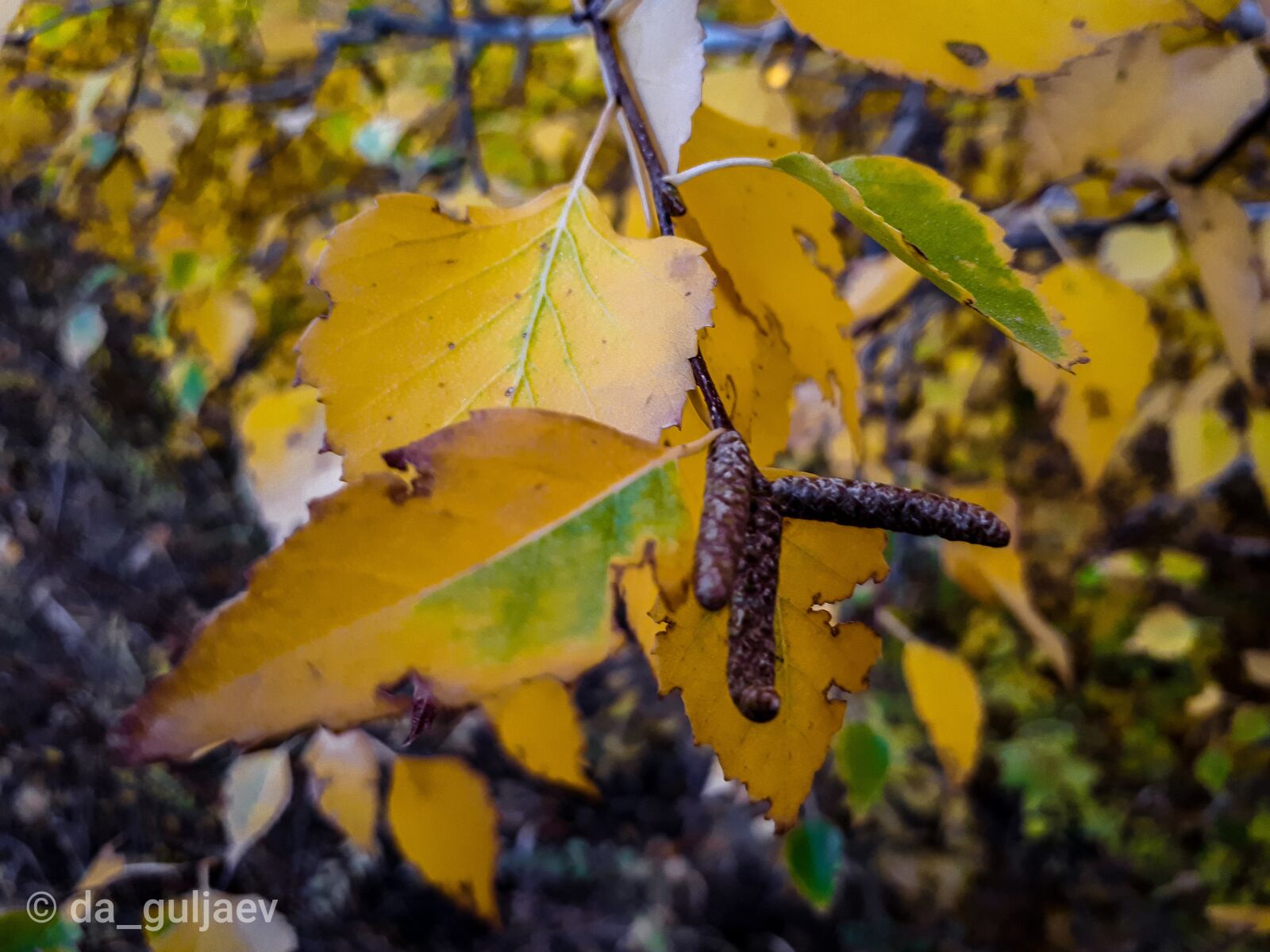 Samsung Galaxy A5(2017) sample photo. Autumn, oneday, september photography