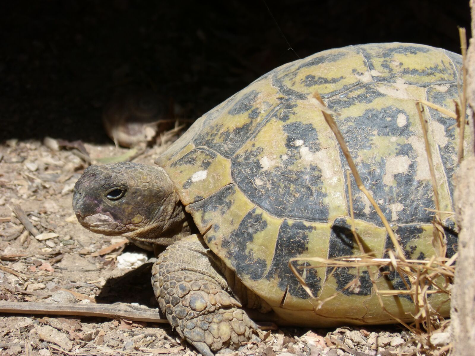 Panasonic DMC-FZ62 sample photo. Mediterranean tortoise, hideout, protected photography