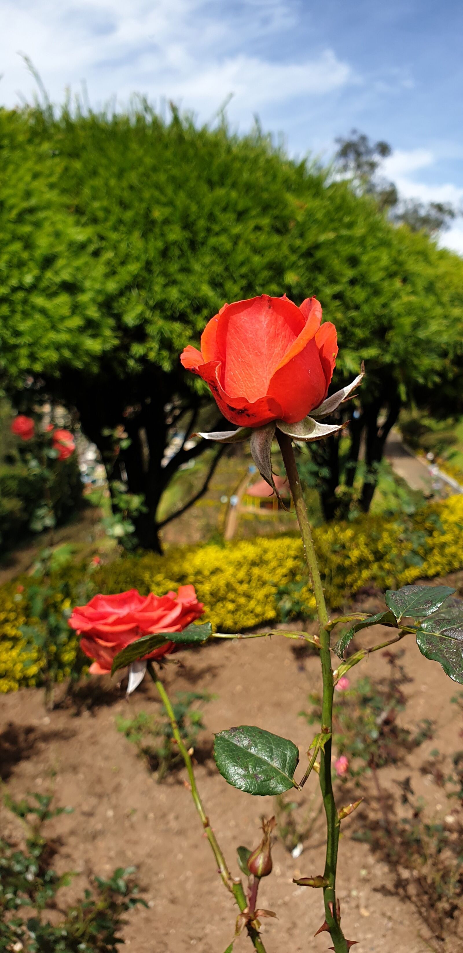 Samsung Galaxy Note9 sample photo. Orange rose, two roses photography