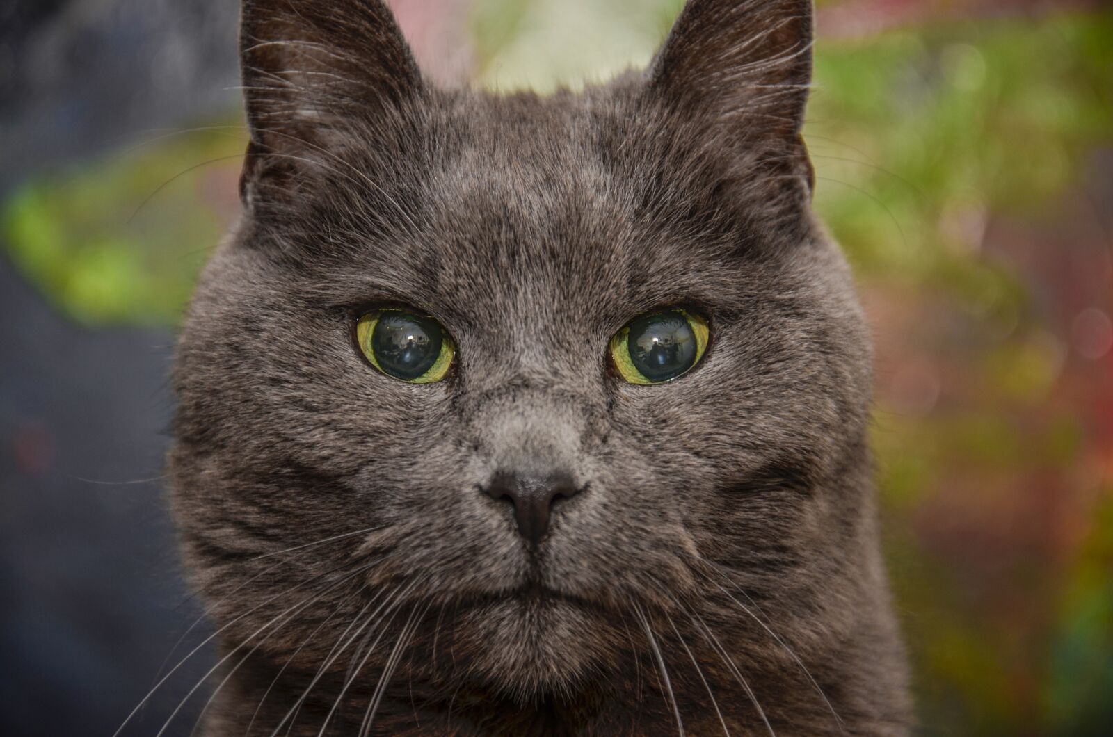 Nikon D7000 sample photo. Cat, animal, animal portrait photography