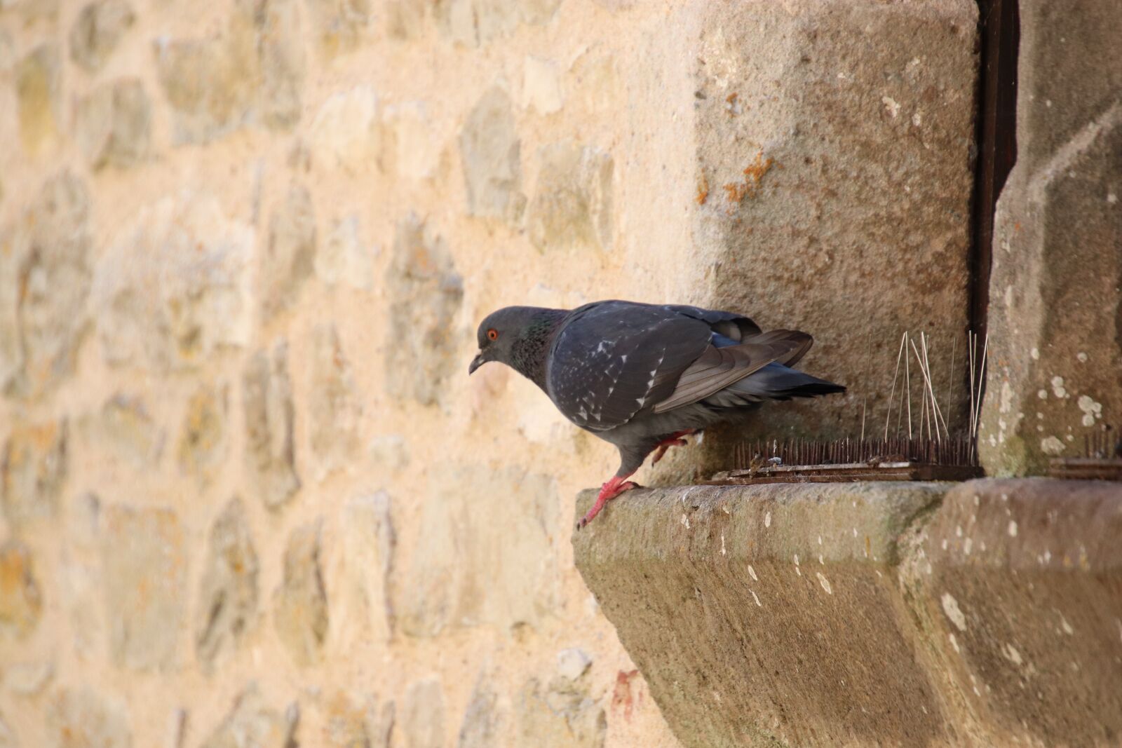 Canon EOS 800D (EOS Rebel T7i / EOS Kiss X9i) sample photo. Pigeon, bird, grey photography
