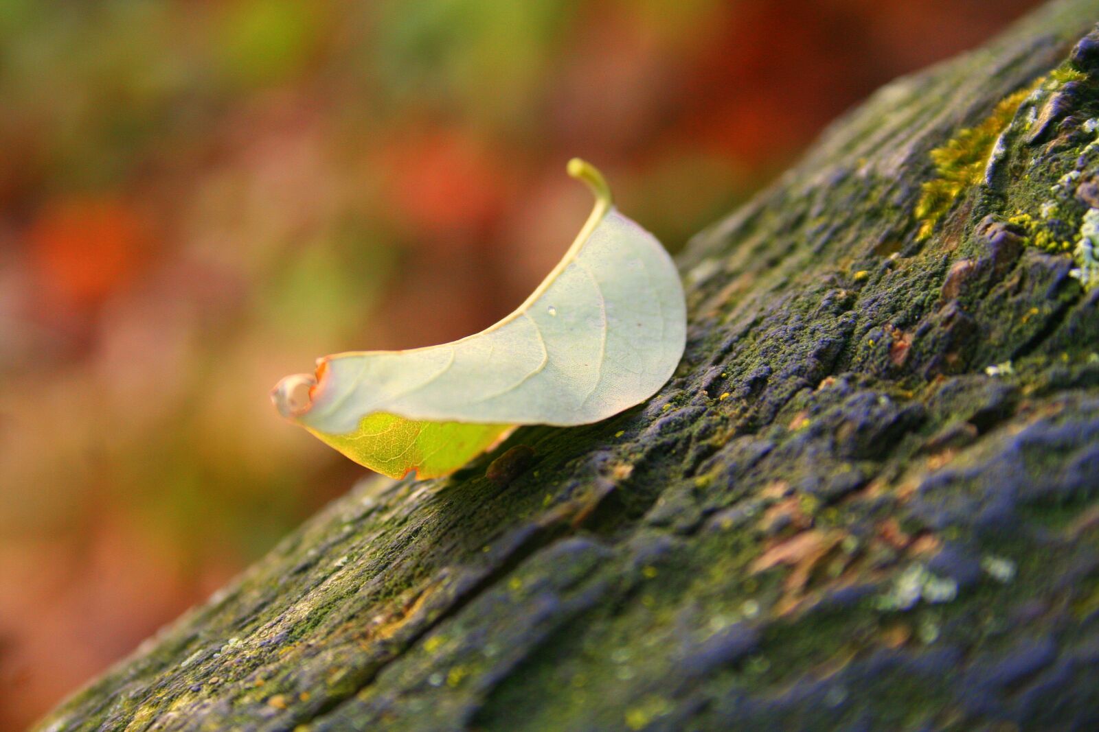 Canon EOS 350D (EOS Digital Rebel XT / EOS Kiss Digital N) sample photo. Leaf, tree, bark photography
