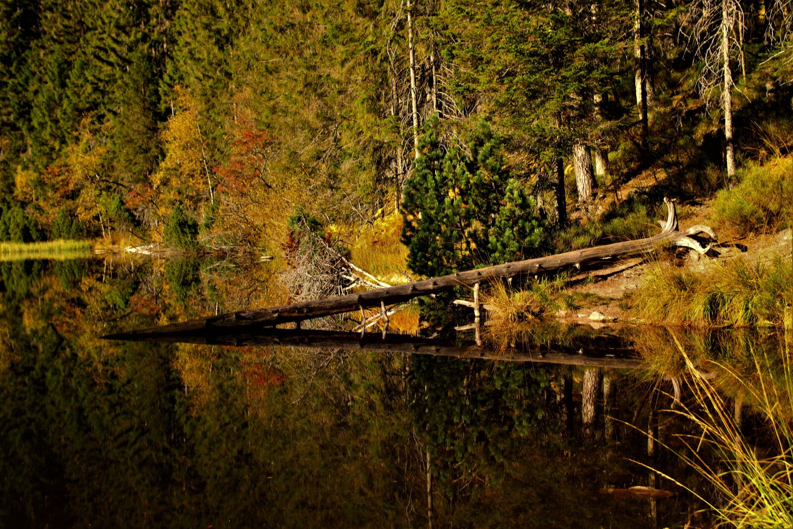 Canon EOS 750D (EOS Rebel T6i / EOS Kiss X8i) sample photo. Tree, forest, wood photography