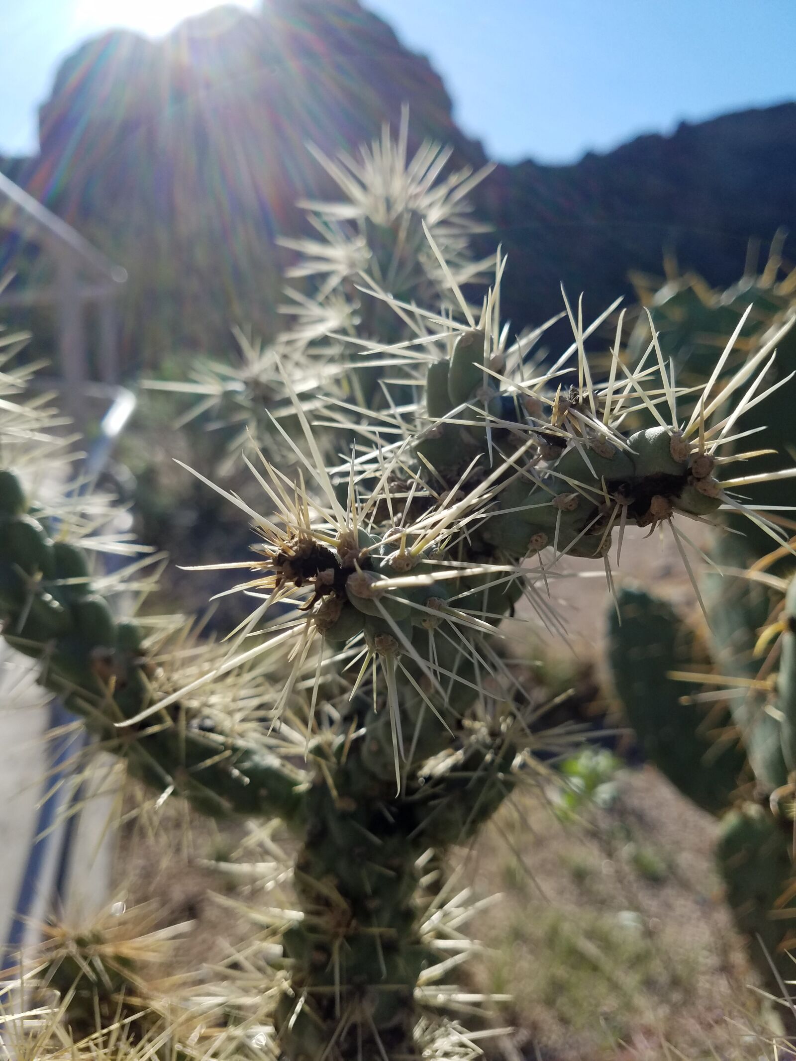 Samsung Galaxy S7 Active sample photo. Arizona, cactus, nature photography