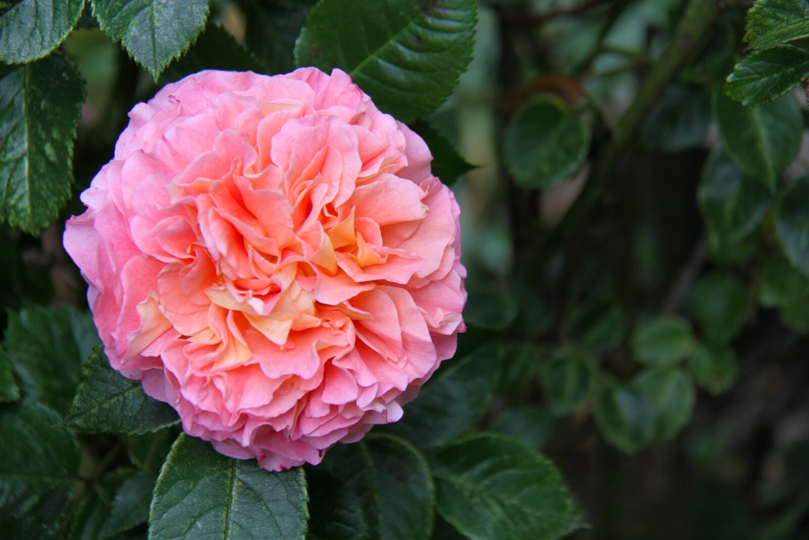 Canon EOS 7D sample photo. Pink, garden, may photography
