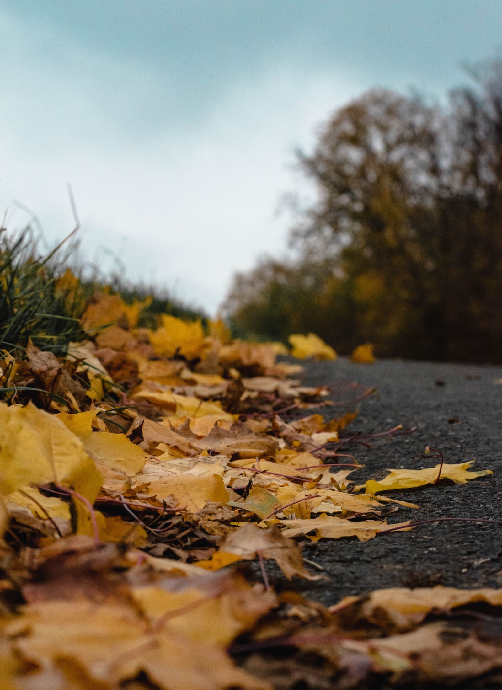 Nikon D5600 sample photo. Autumn, heaven, road photography