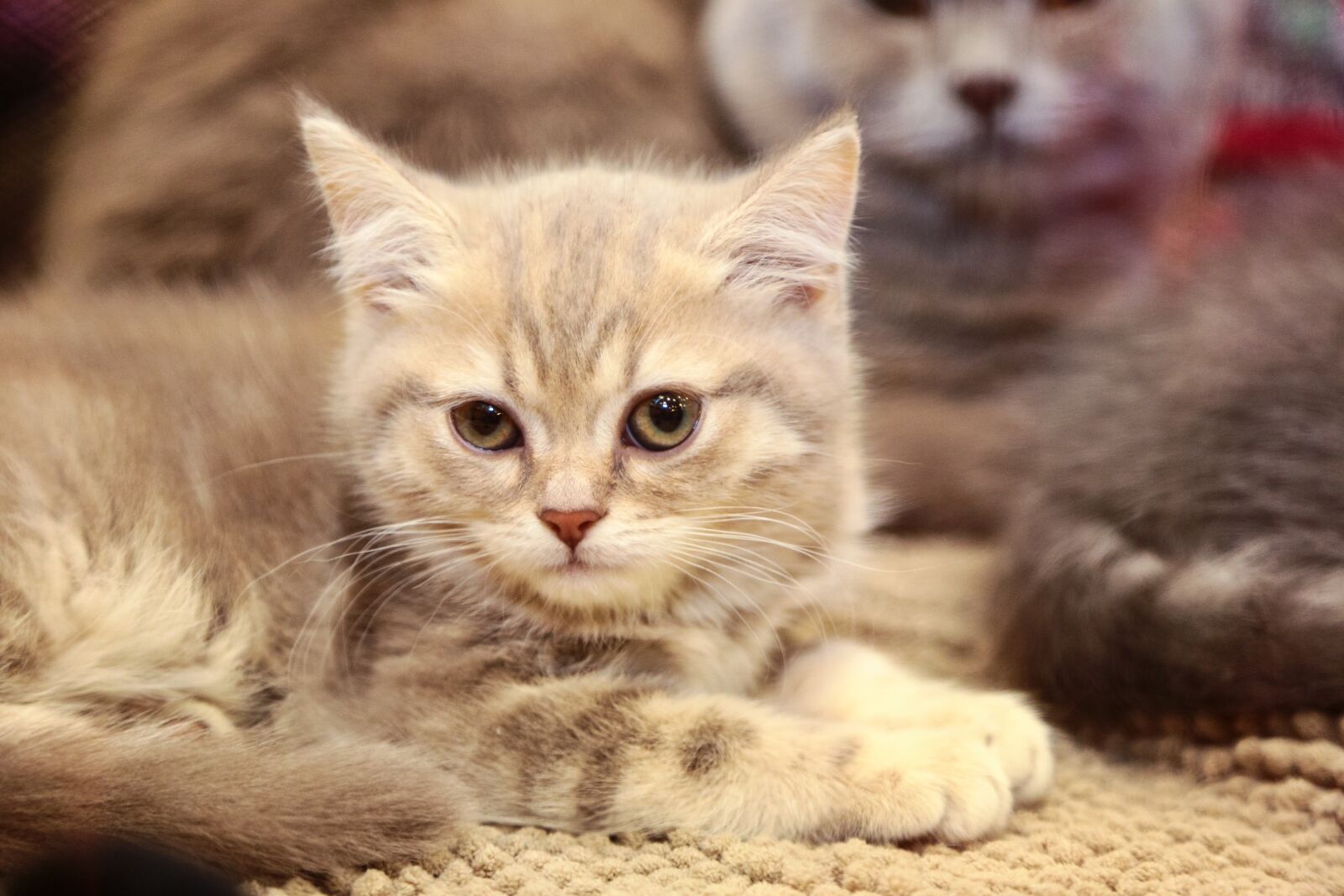 Canon EOS 5D Mark III sample photo. Kitten, cat, grey photography