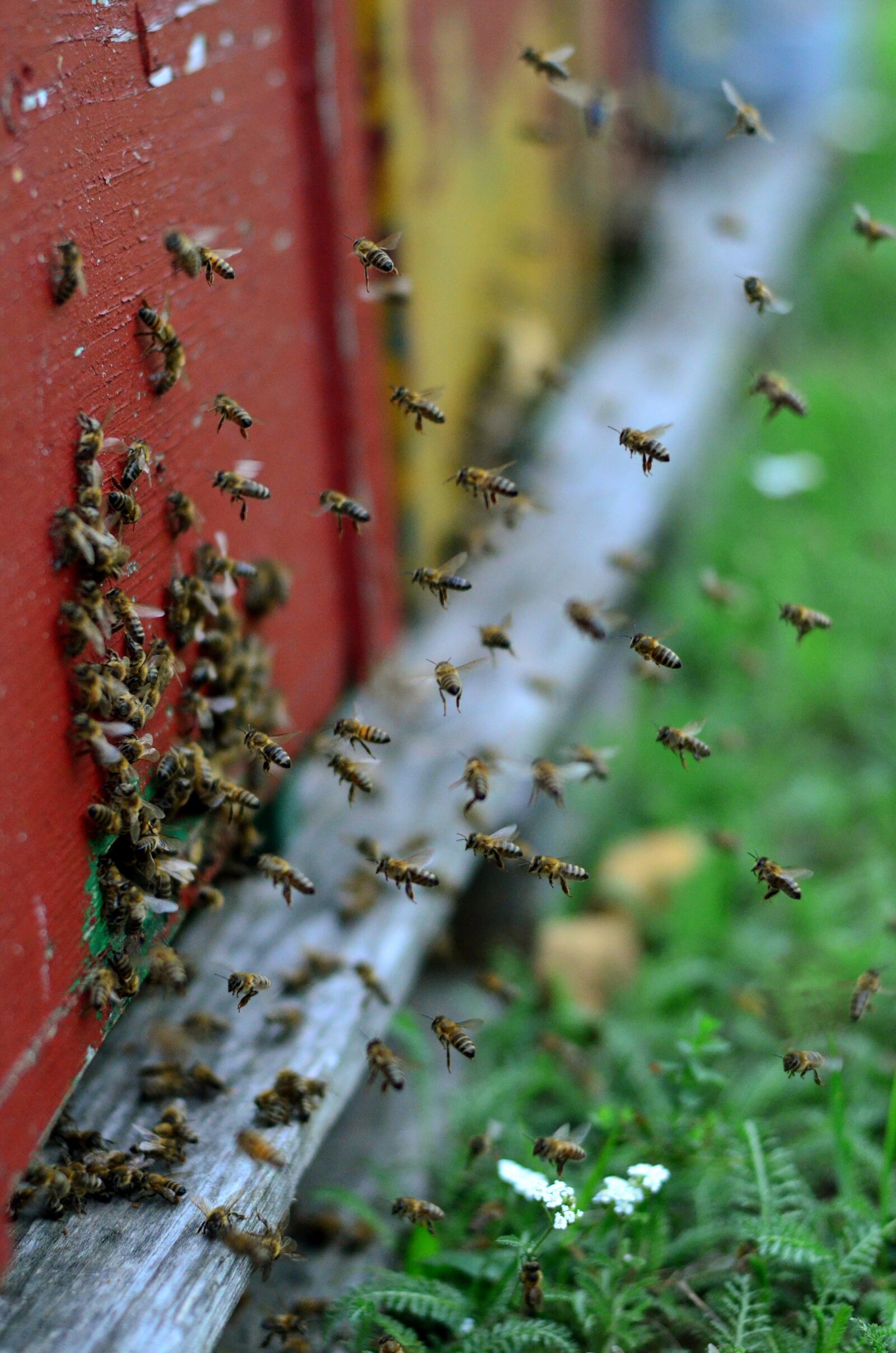 Nikon D5100 sample photo. Bees, hive, flight photography