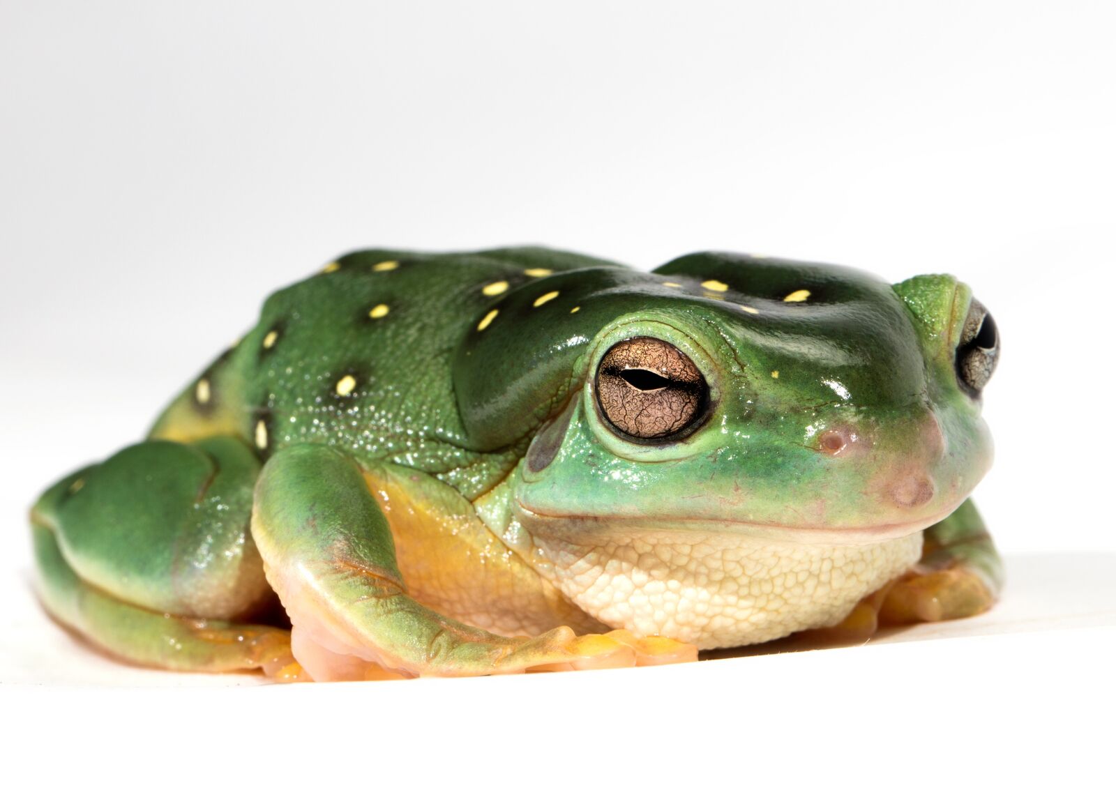 Canon EOS 5DS + Canon EF 100mm F2.8L Macro IS USM sample photo. Frog, amphibian, green photography