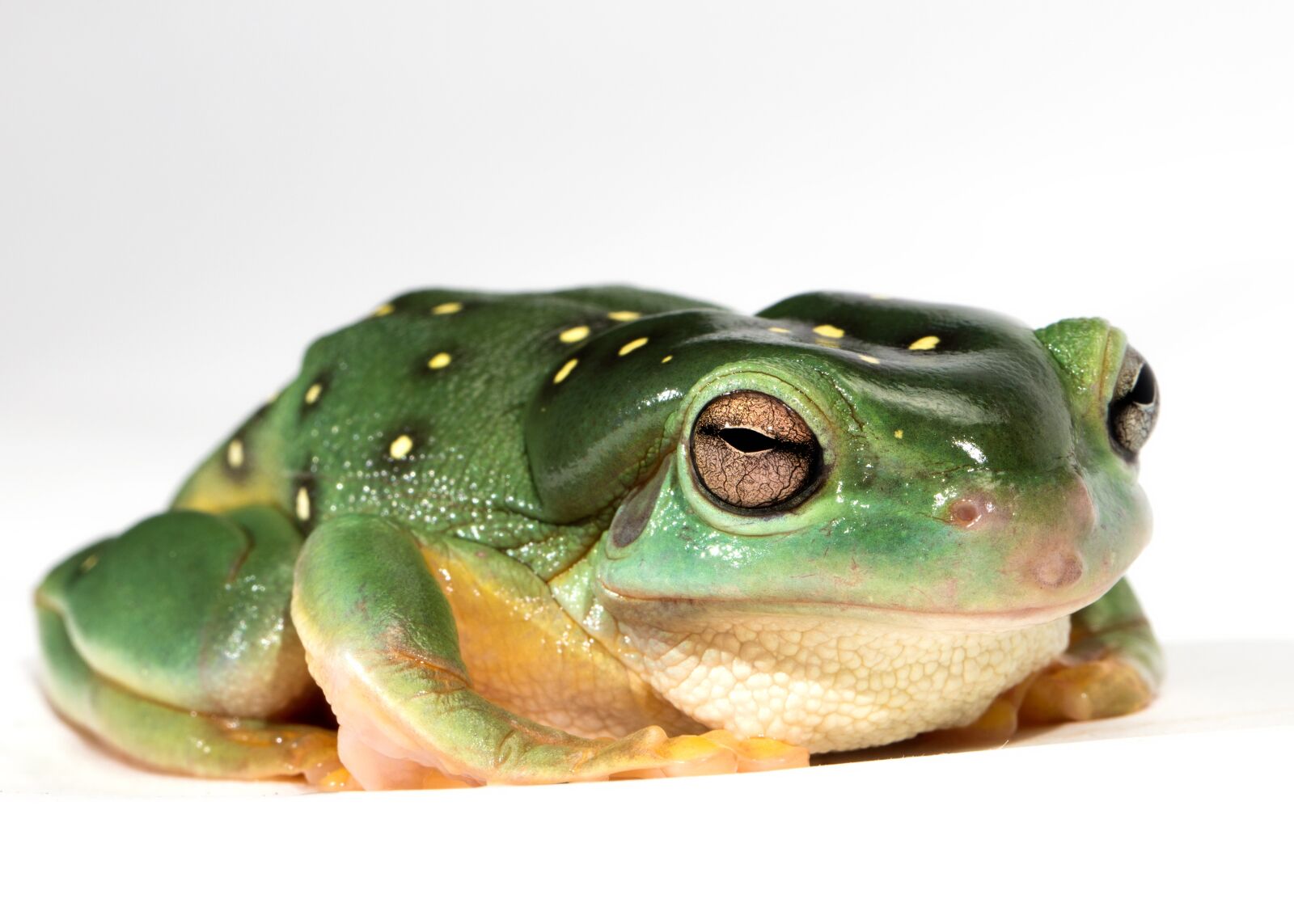 Canon EOS 5DS sample photo. Frog, amphibian, green photography