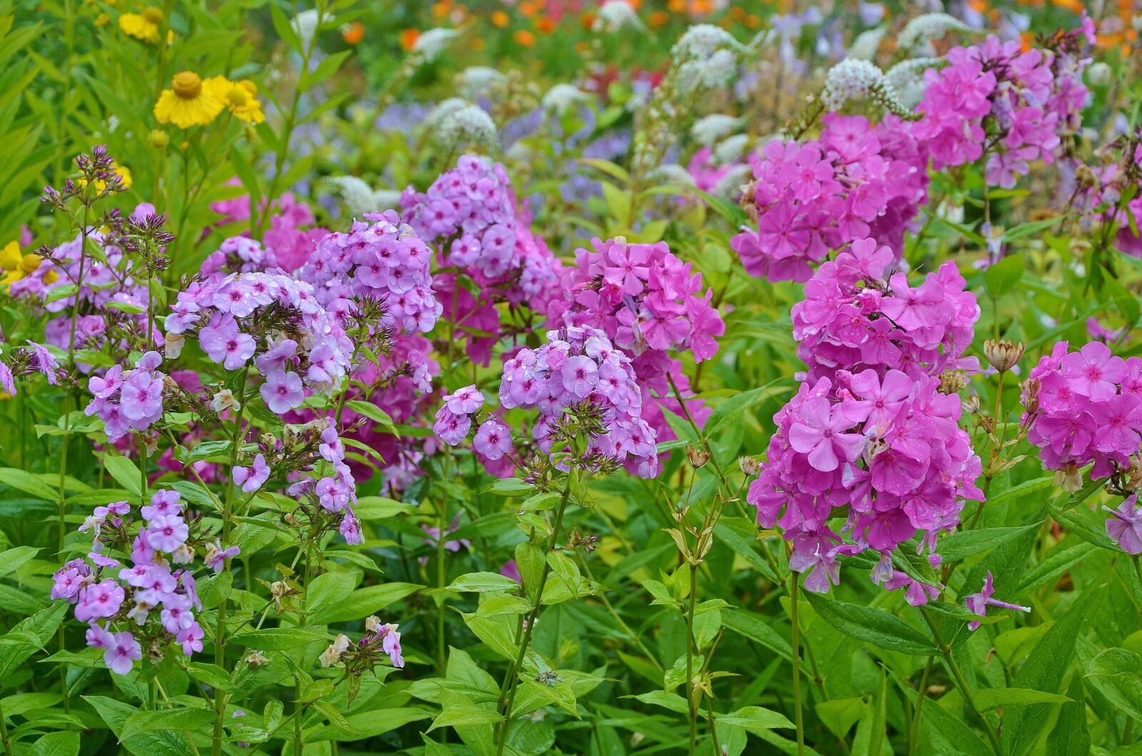 Nikon D7000 sample photo. Flower, floral, nature photography