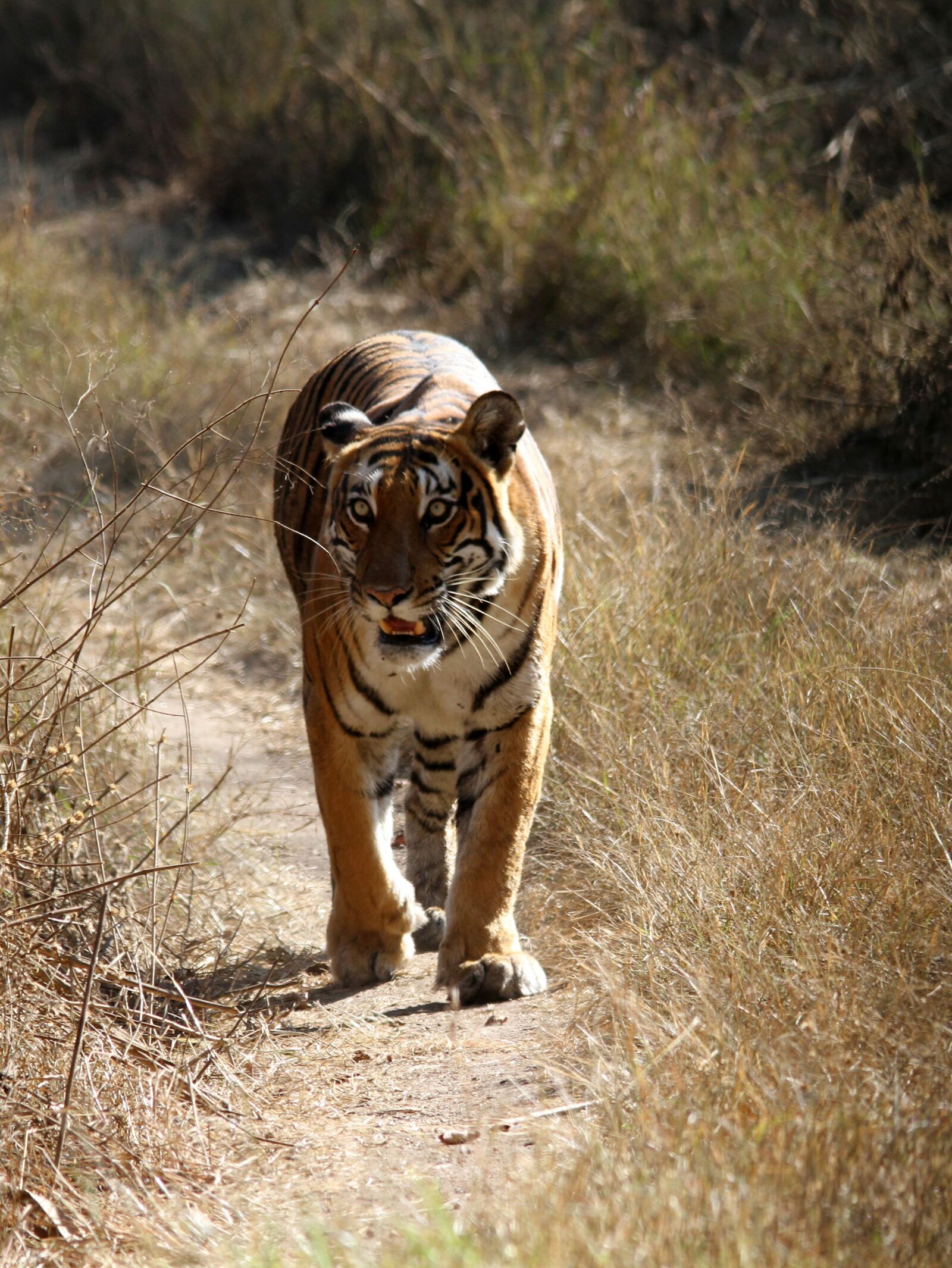 Canon EOS 7D sample photo. Bengal tiger, tiger, wild photography